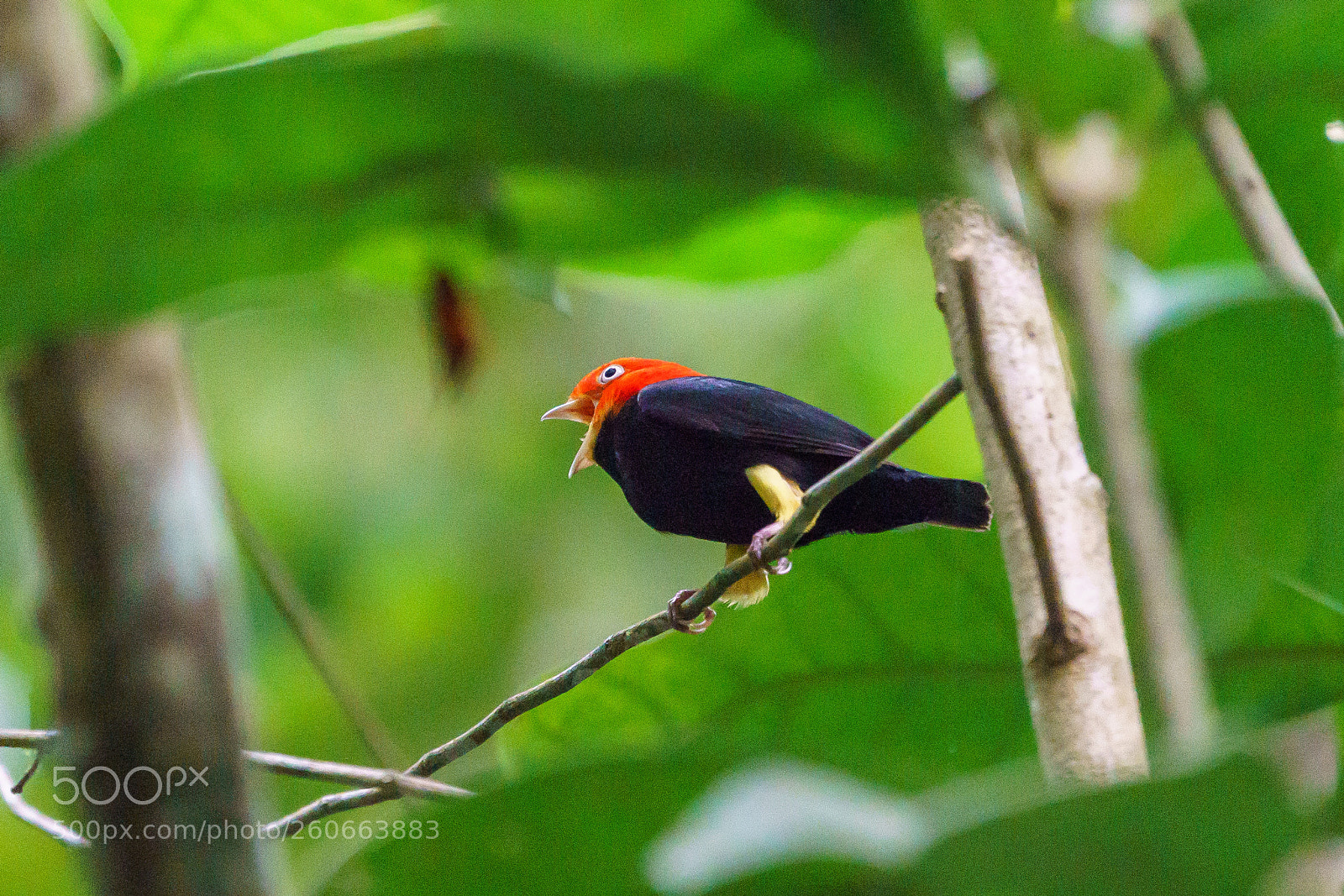 Sony a9 sample photo. A red-capped manakin  ... photography