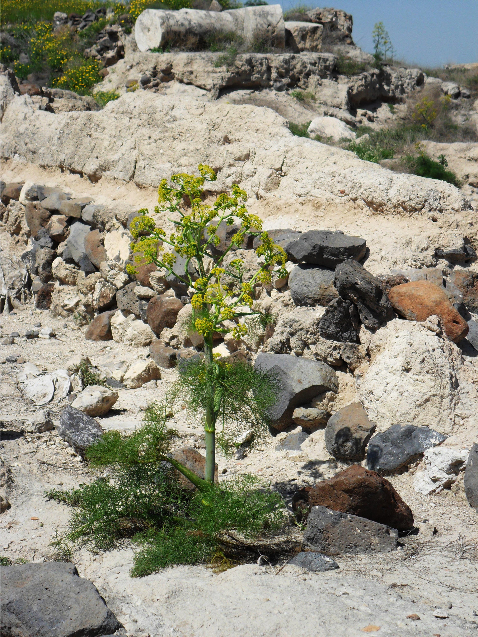 Samsung ES73 / VLUU ES73 /  SL605 sample photo. Israel. stones and flowers. study iv. photography