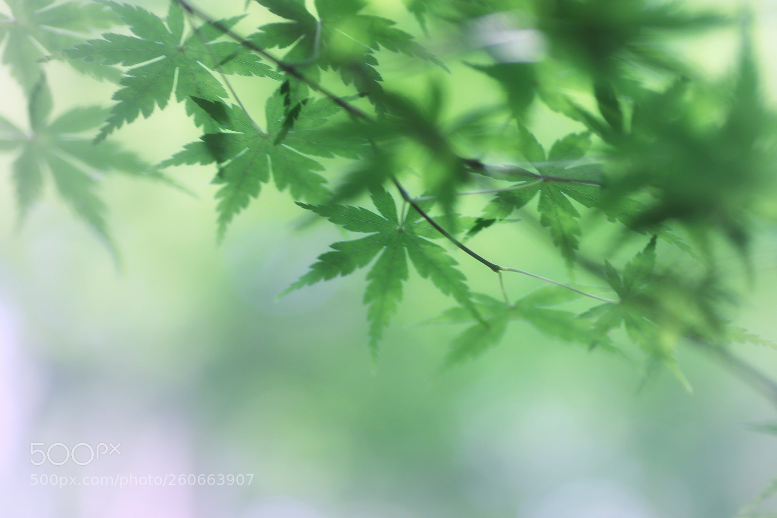 Canon EOS 80D sample photo. Untitled photography