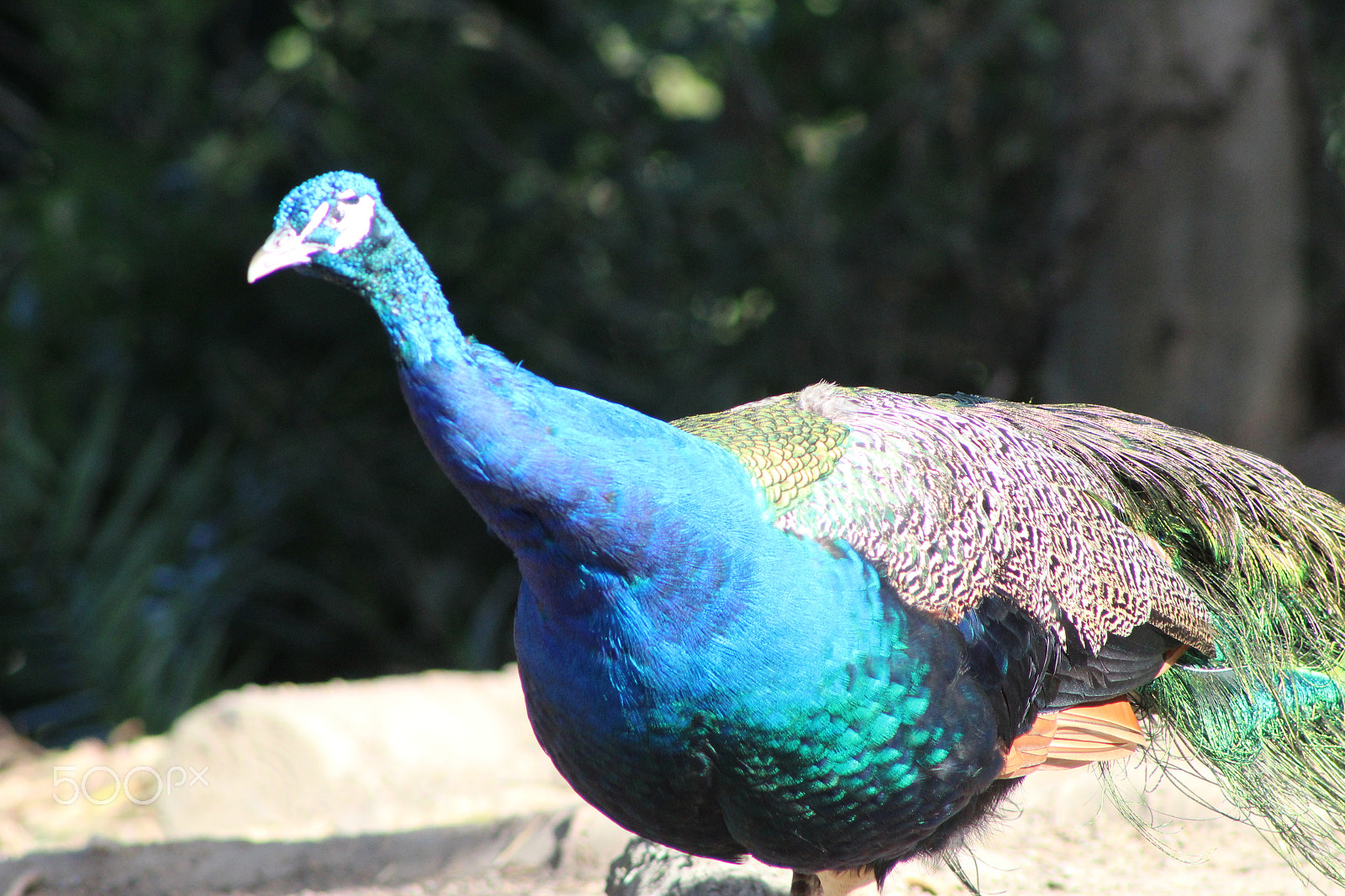 Canon EF 75-300mm f/4-5.6 sample photo. Peacock photography