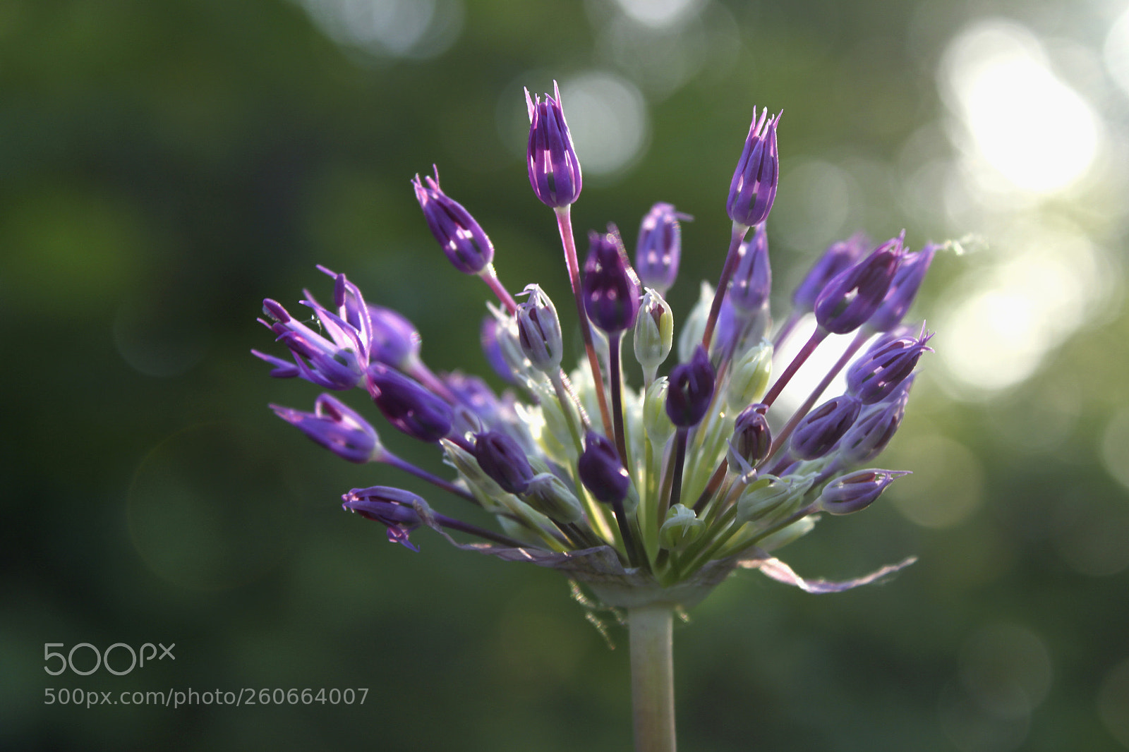Canon EOS 500D (EOS Rebel T1i / EOS Kiss X3) sample photo. Bloomin' onion ii photography