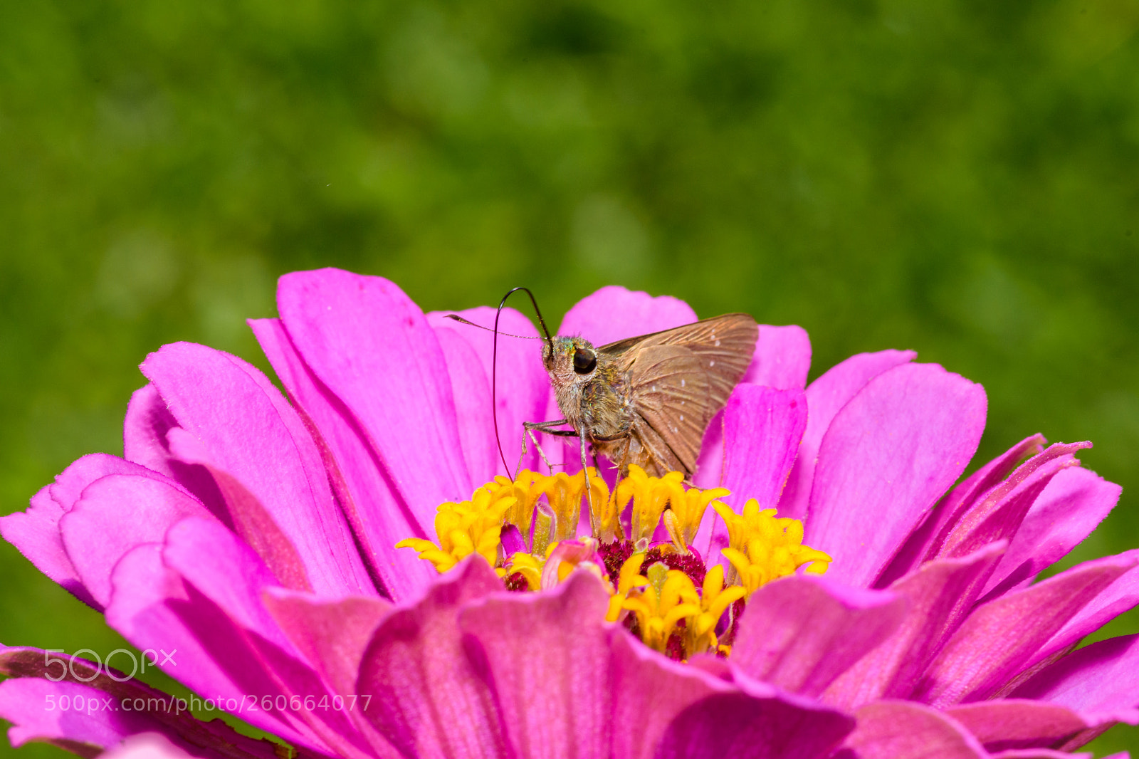 Nikon D7200 sample photo. Dark small branded swift photography