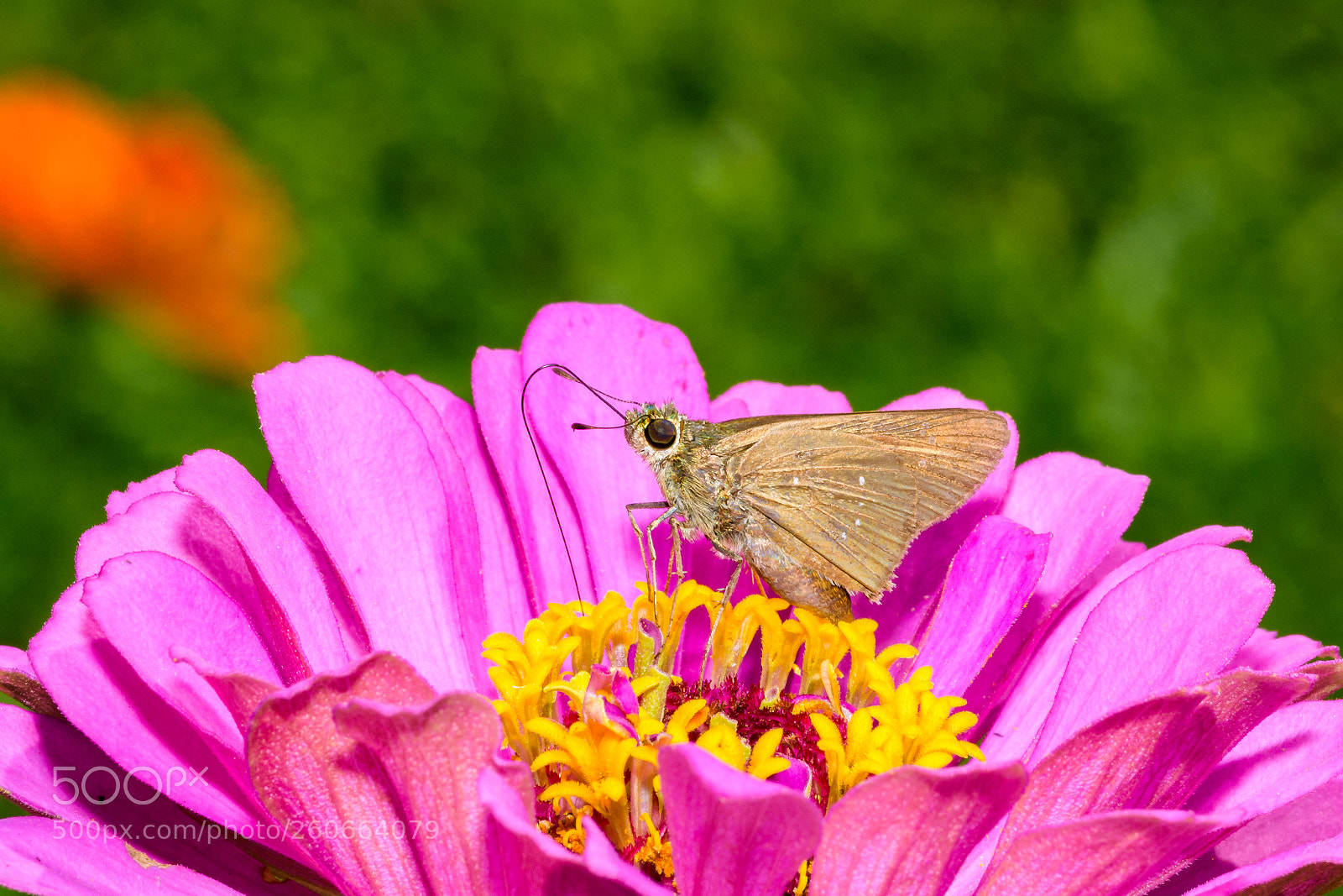 Nikon D7200 sample photo. Dark small branded swift photography