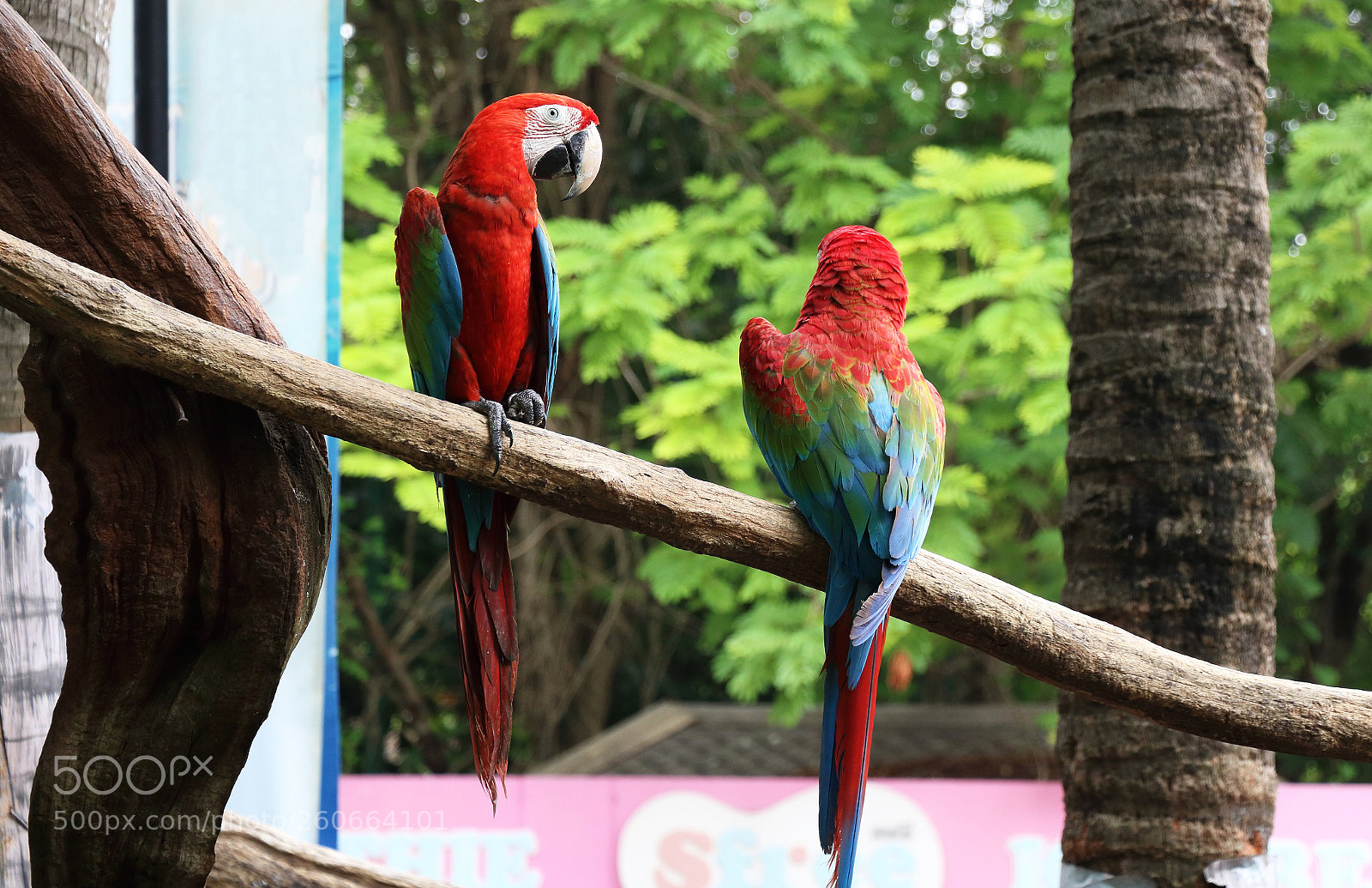 Canon EOS 750D (EOS Rebel T6i / EOS Kiss X8i) sample photo. Img photography