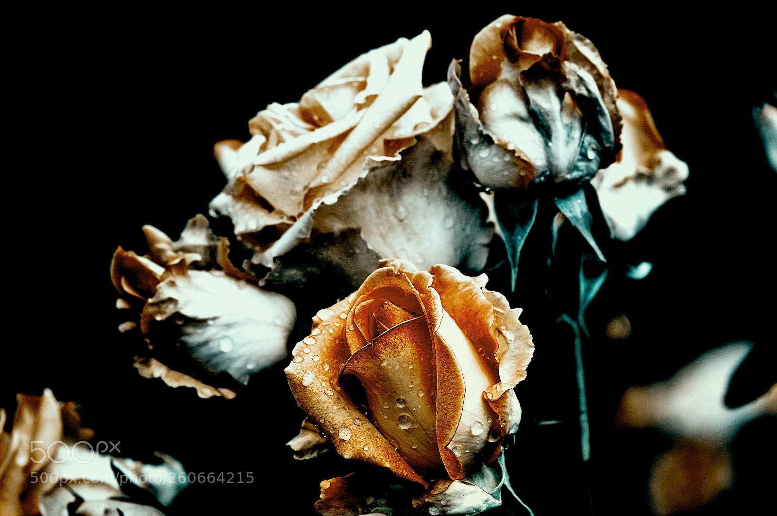 Nikon D300 sample photo. Розовая семейка photography