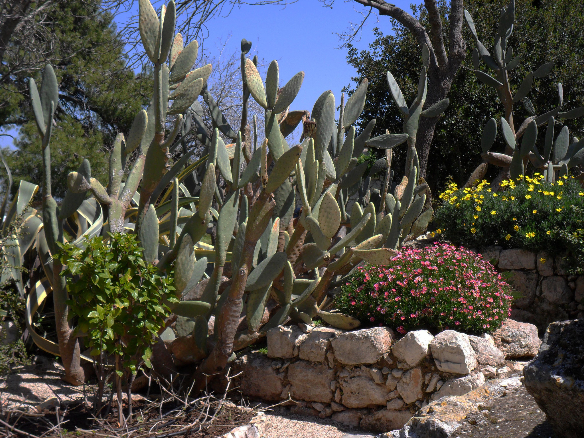 Samsung ES73 / VLUU ES73 /  SL605 sample photo. Israel. stones and flowers. study v. photography