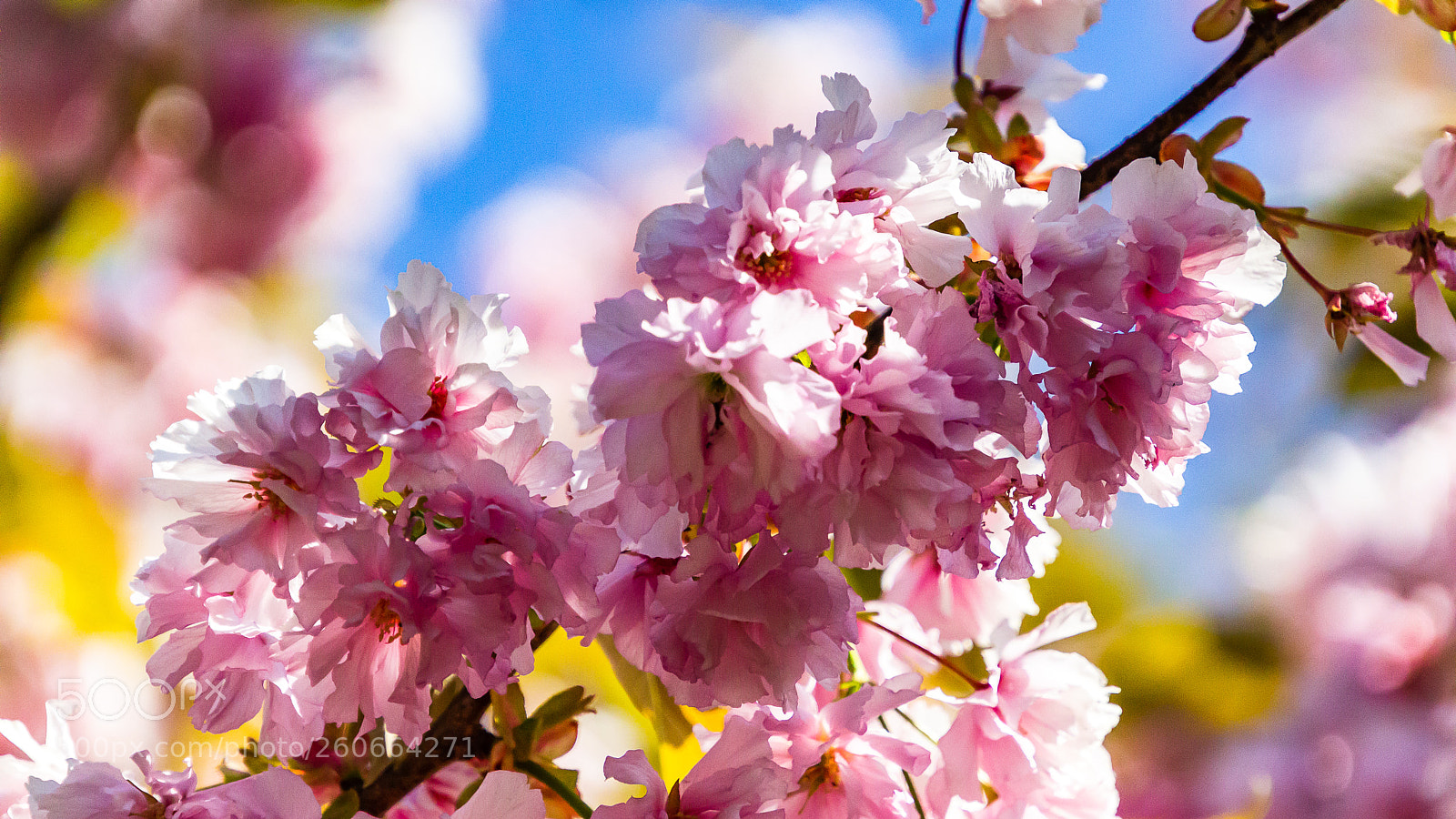 Canon EOS 1200D (EOS Rebel T5 / EOS Kiss X70 / EOS Hi) sample photo. Cherry blossoms photography