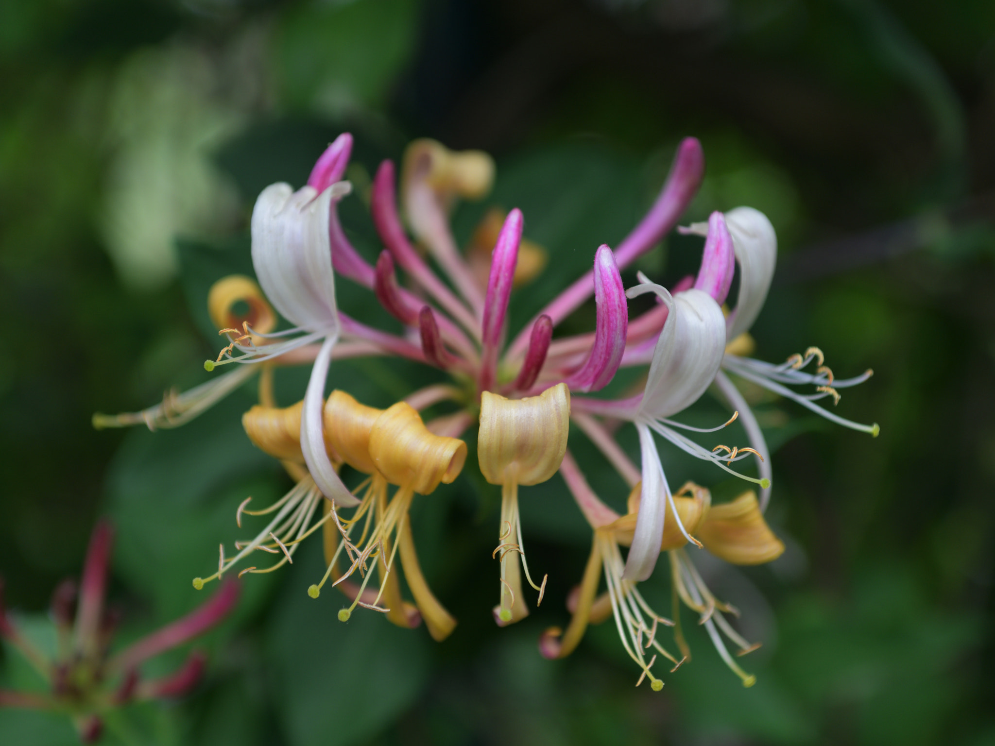Nikon D850 + Sigma 24-70mm F2.8 EX DG Macro sample photo. Flower shapes i photography