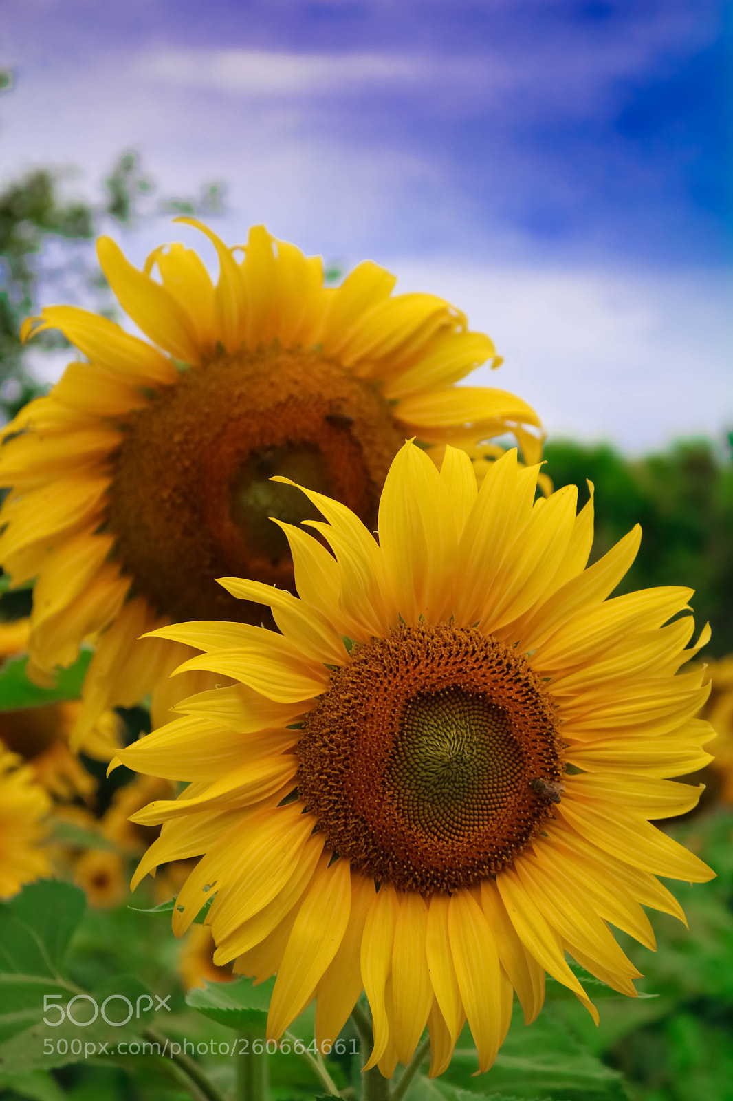 Canon EOS 750D (EOS Rebel T6i / EOS Kiss X8i) sample photo. Img photography