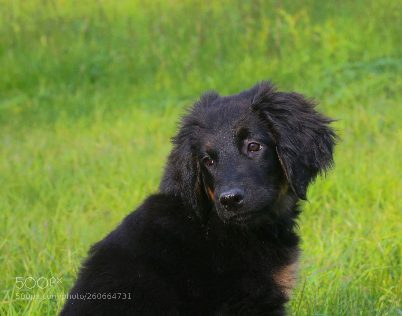 Canon EOS 760D (EOS Rebel T6s / EOS 8000D) sample photo. Afra photography