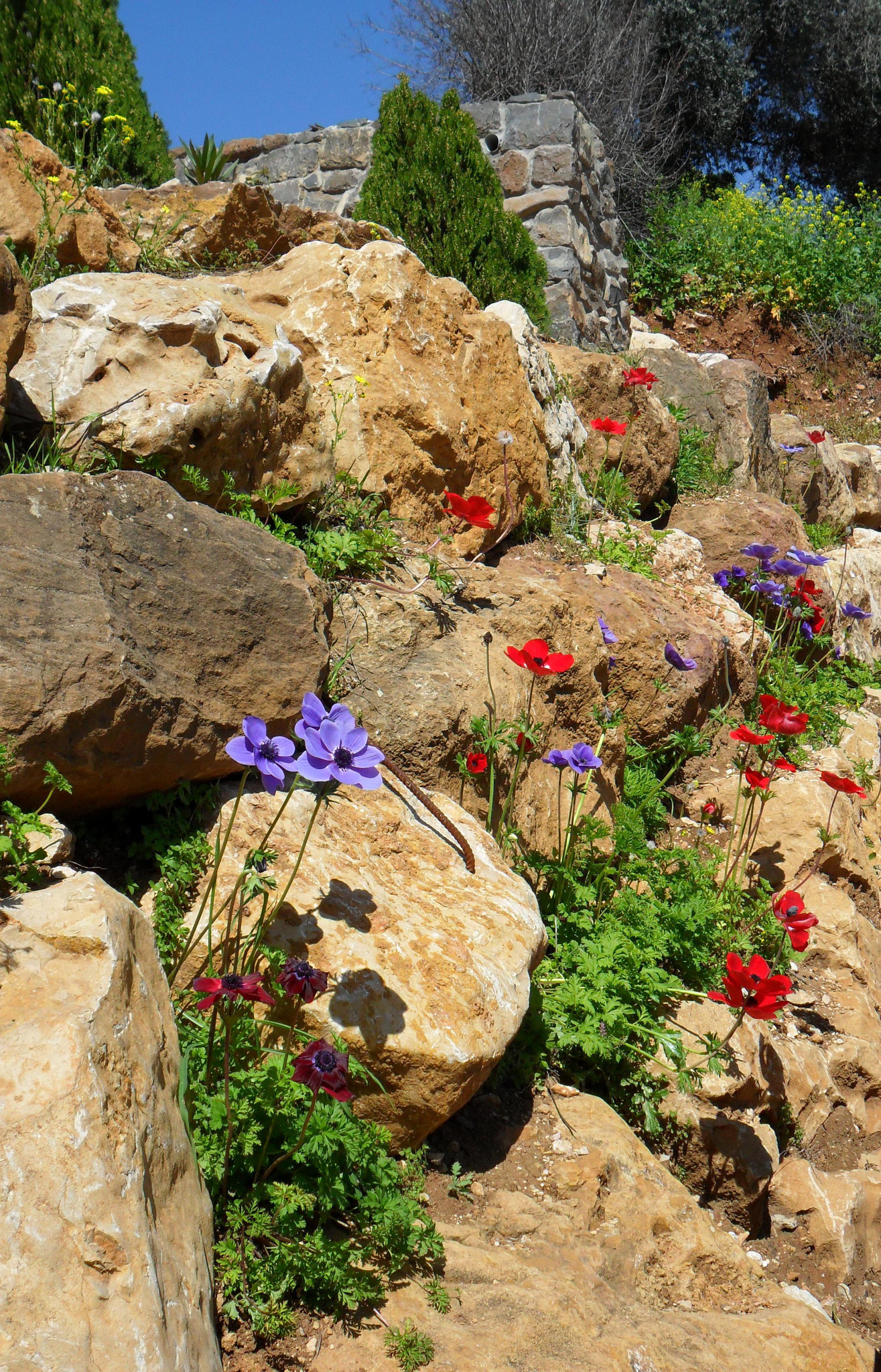 Samsung ES73 / VLUU ES73 /  SL605 sample photo. Israel. stones and flowers. study vii. photography