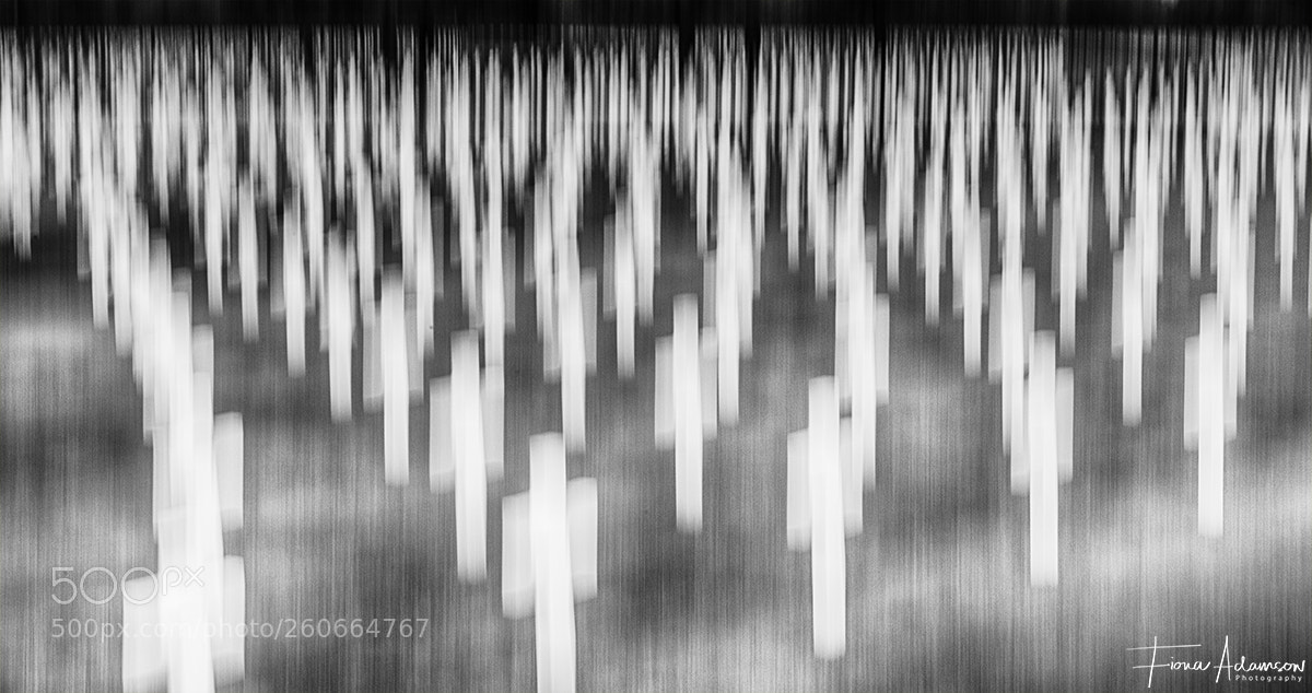 Nikon D810 sample photo. American cemetery, cambridge photography