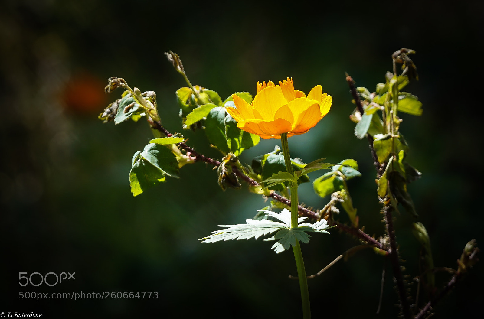 Sony a7R III sample photo. Sunset & globeflower photography