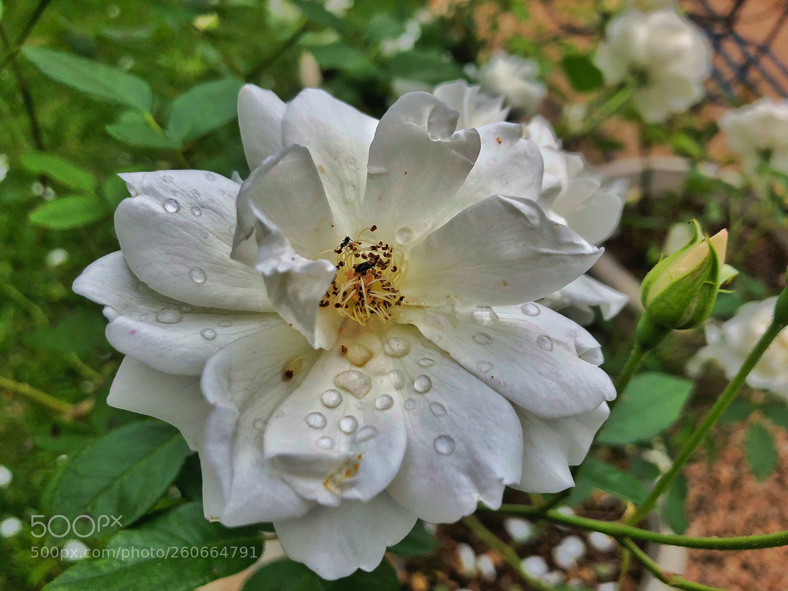Apple iPhone X sample photo. Wheeping rose photography
