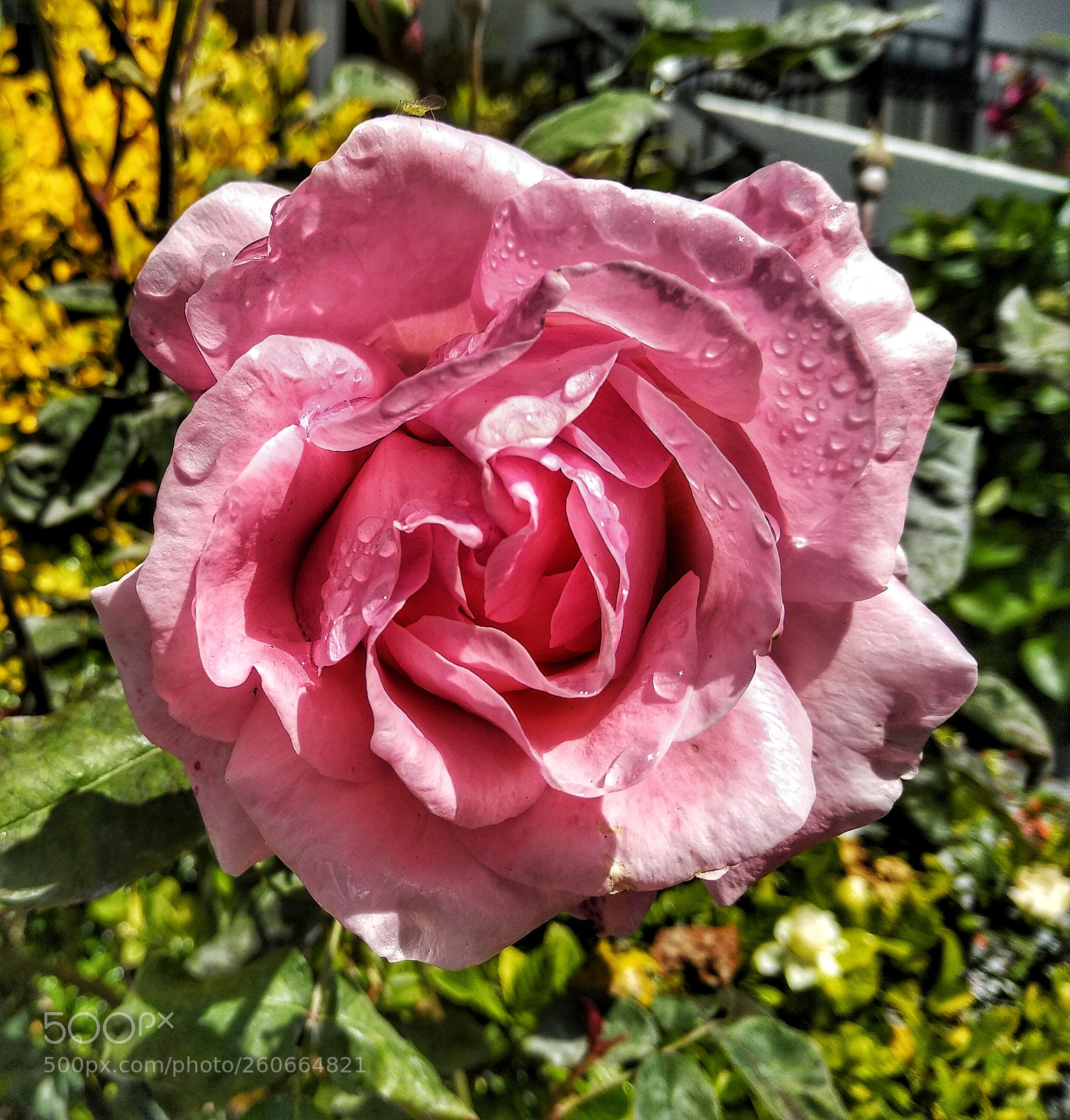 Xiaomi Mi A1 sample photo. Untitled photography