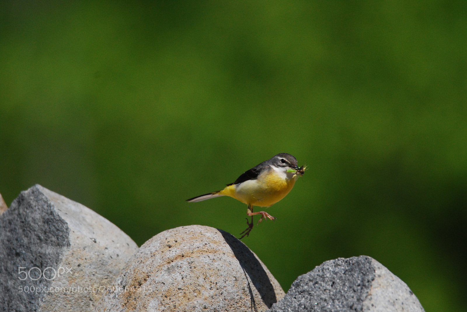 Nikon D40X sample photo. Bring foods. photography