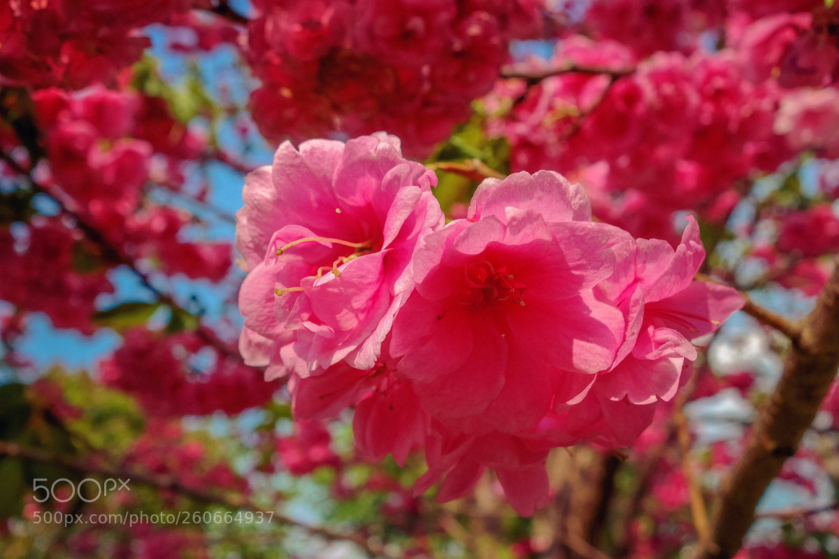 Sony Cyber-shot DSC-RX100 II sample photo. 花 photography