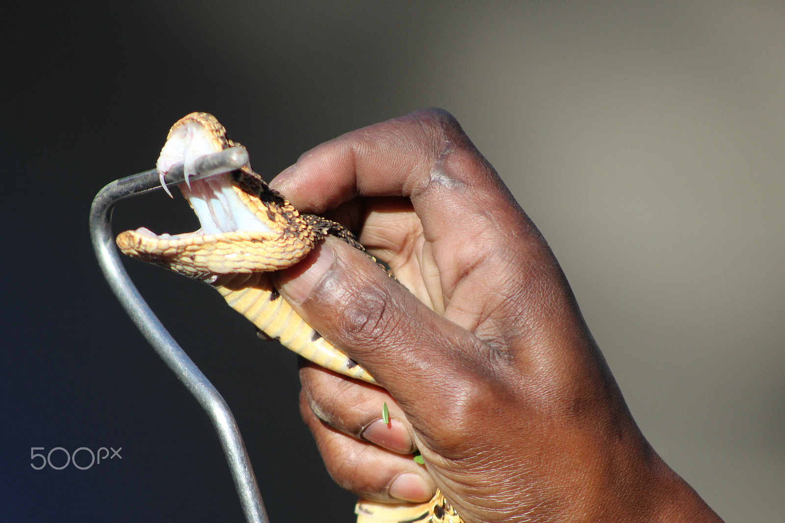 Canon EF 75-300mm f/4-5.6 sample photo. Puff adder photography