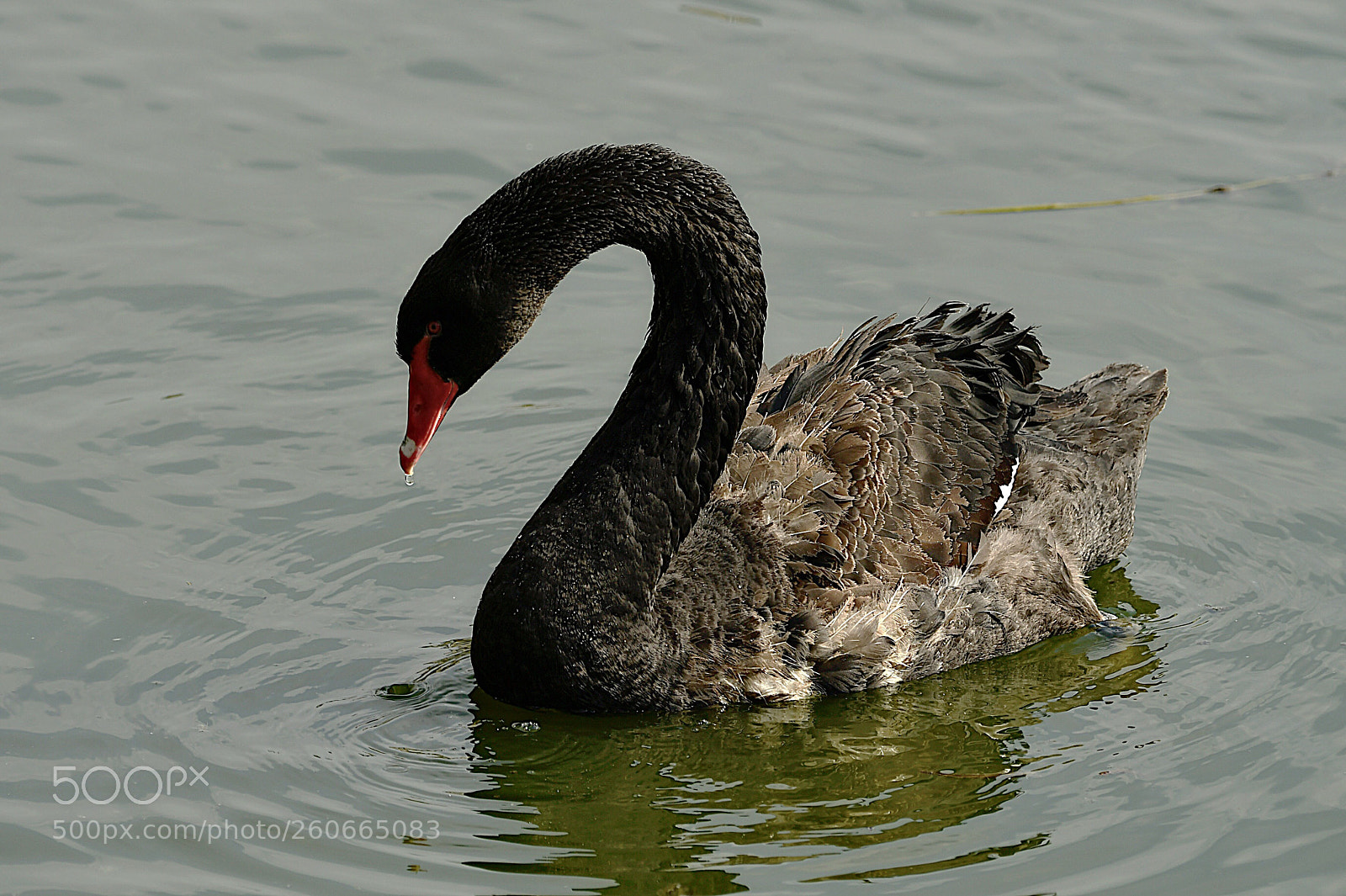 Nikon D500 sample photo. Чёрный лебедь  photography
