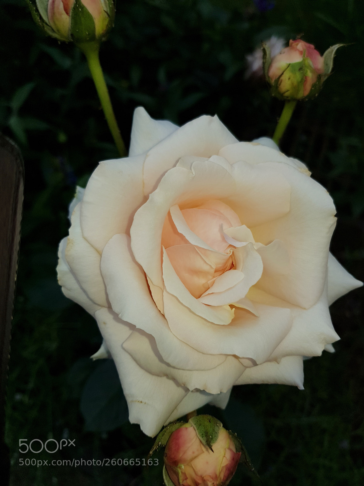 Samsung Galaxy S8 sample photo. Untitled photography