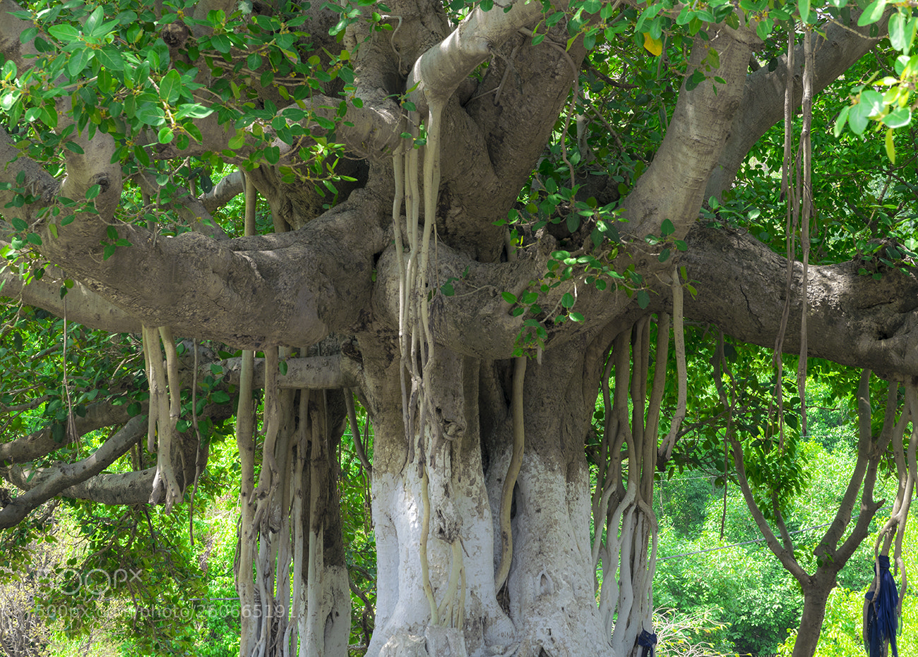 Nikon D5300 sample photo. Banyan tree photography