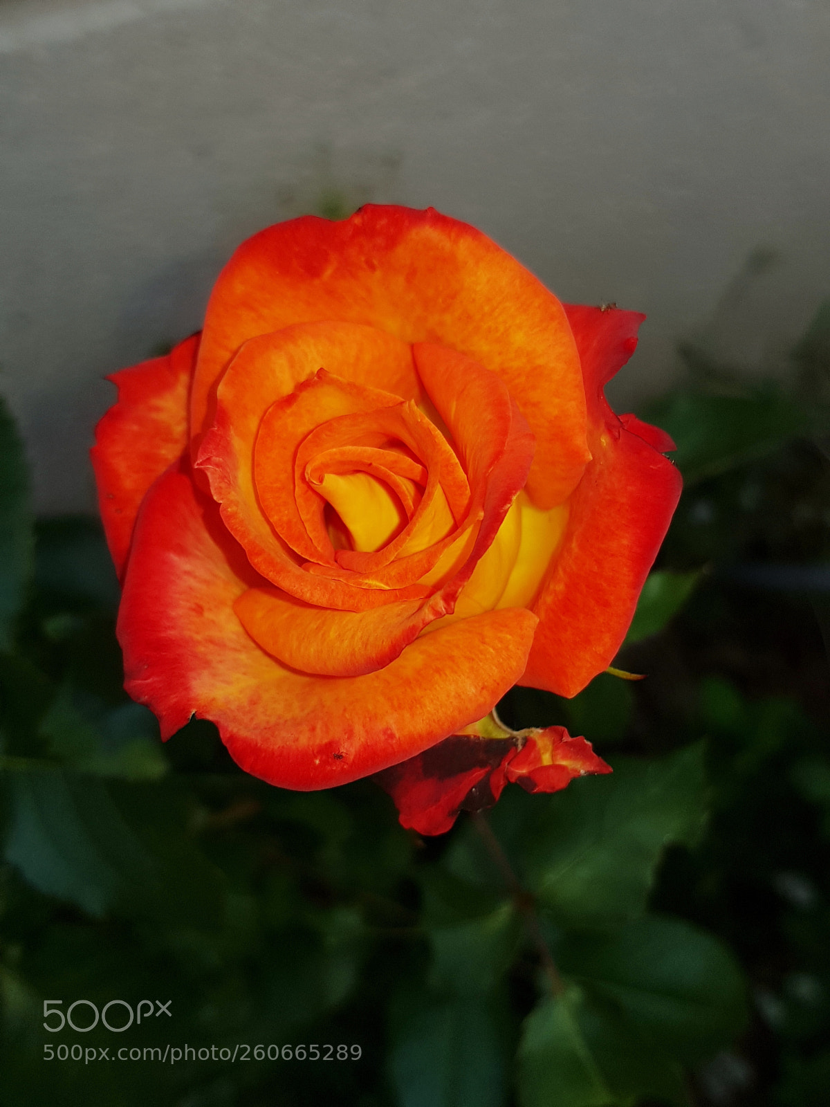 Samsung Galaxy S8 sample photo. Untitled photography