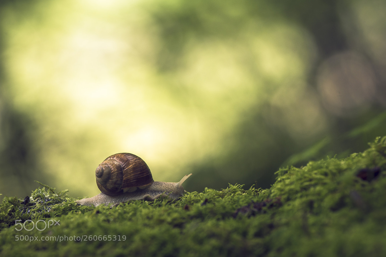 Nikon D7200 sample photo. In the forest photography