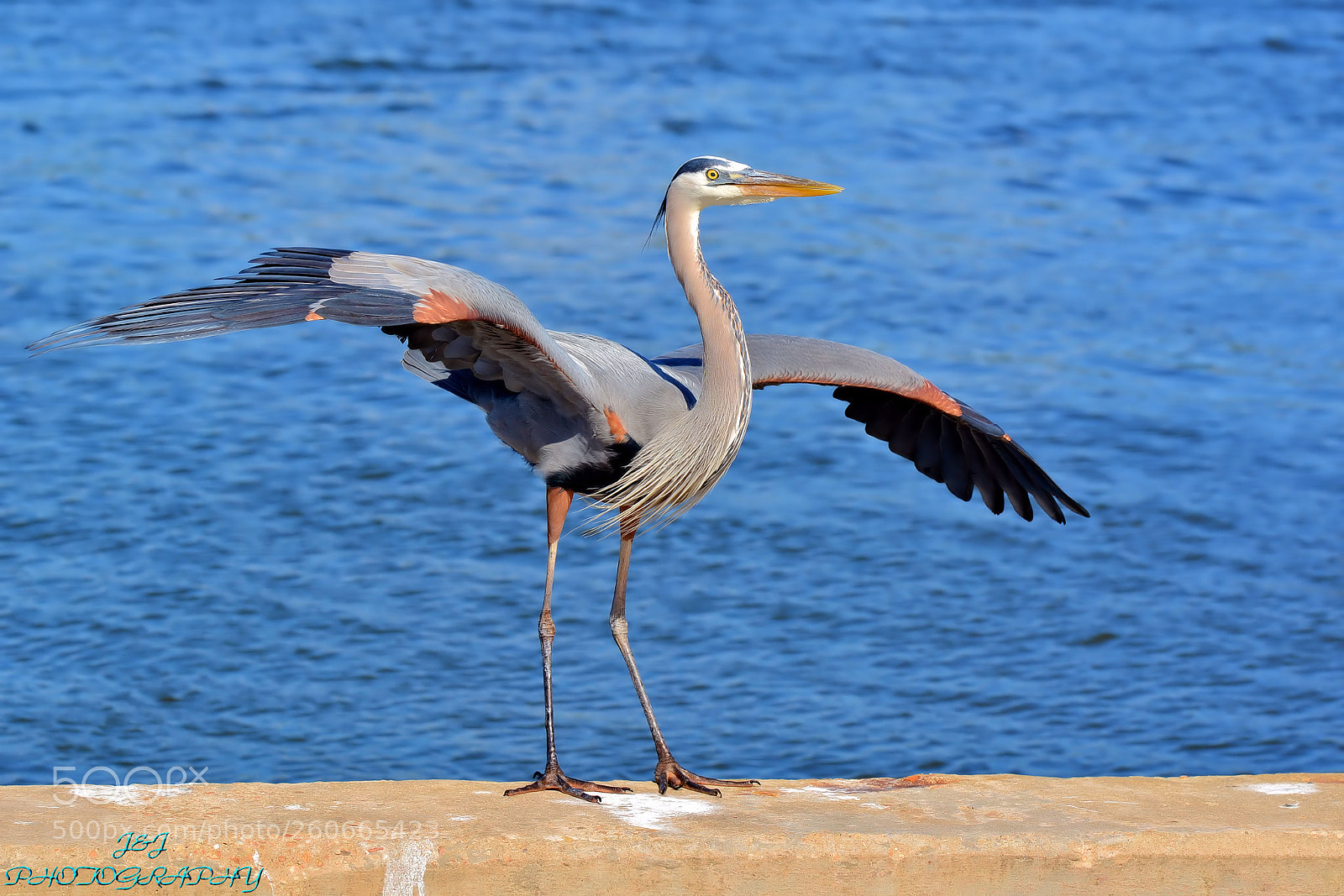 Nikon D7100 sample photo. Blue heron photography