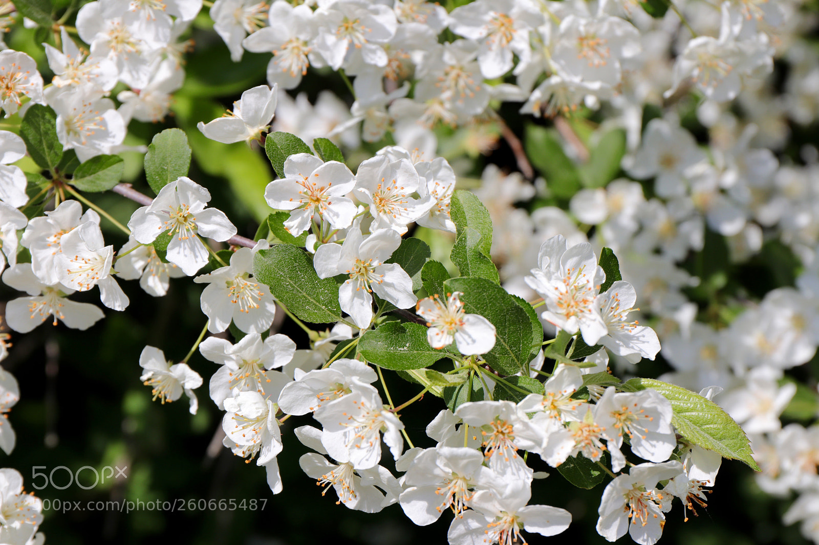 Canon EOS 77D (EOS 9000D / EOS 770D) sample photo. Prunus avium photography