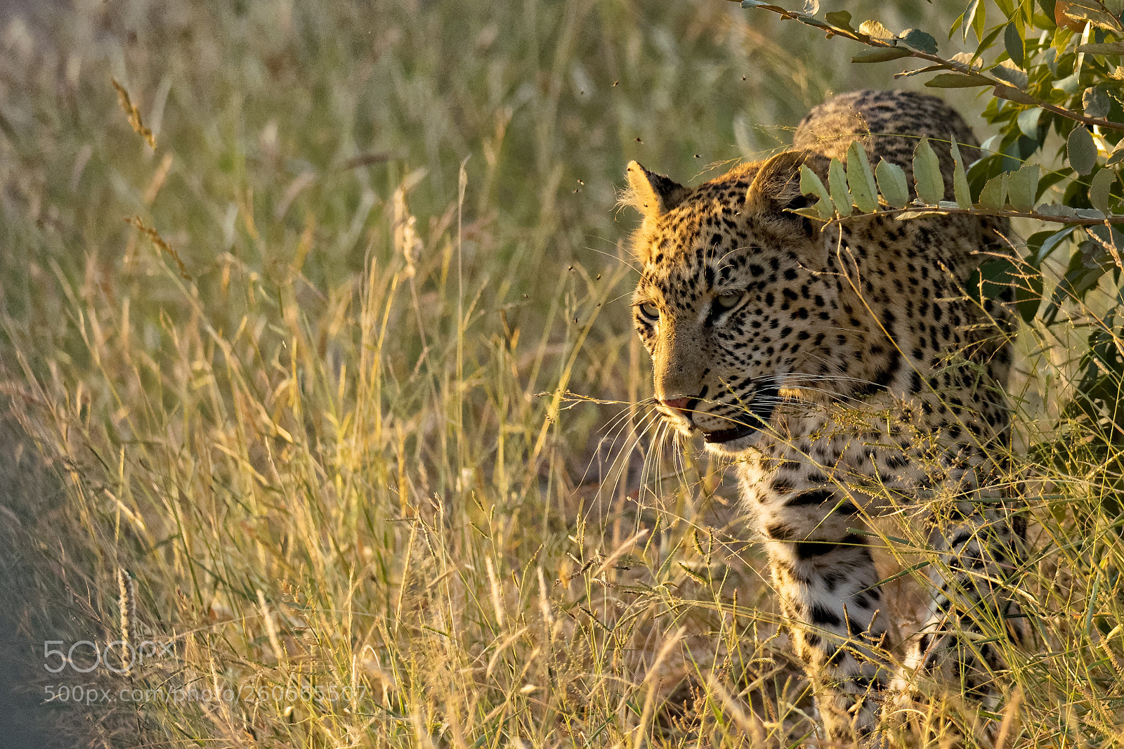 Nikon D500 sample photo. Lepard photography