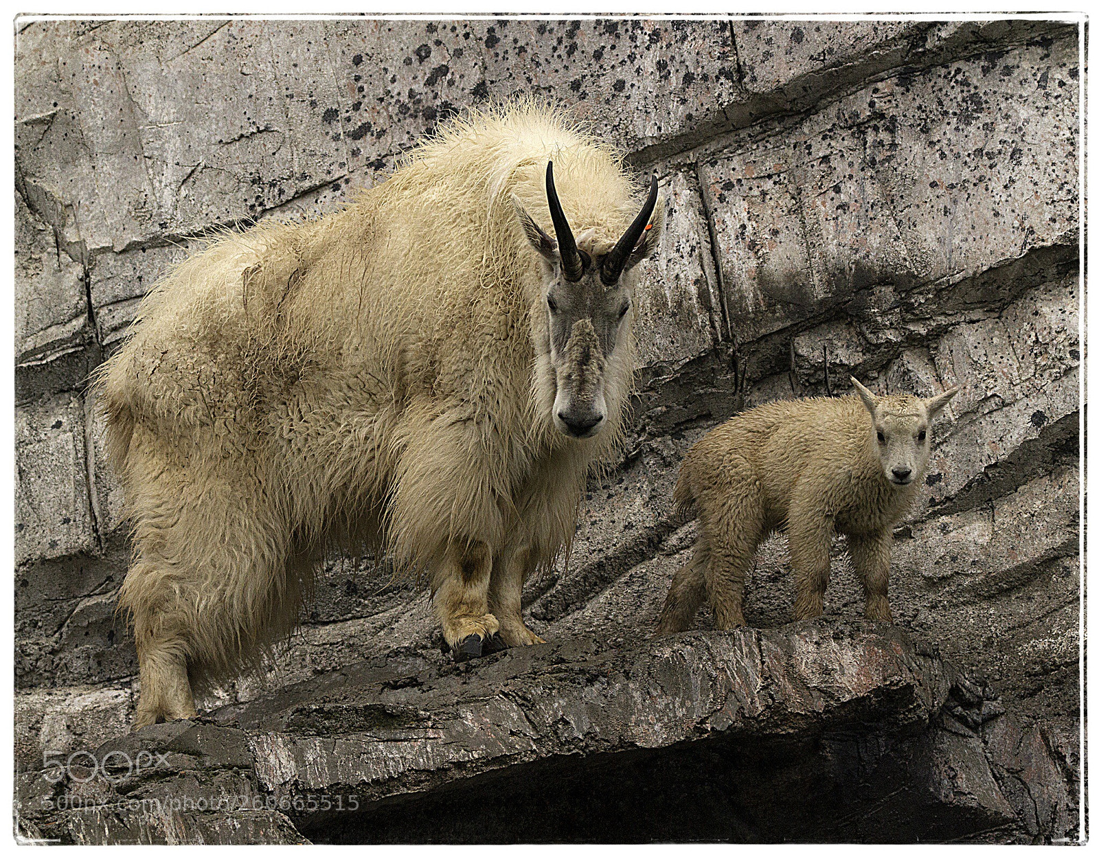 Canon EOS 7D sample photo. Mountain goat with kid. photography