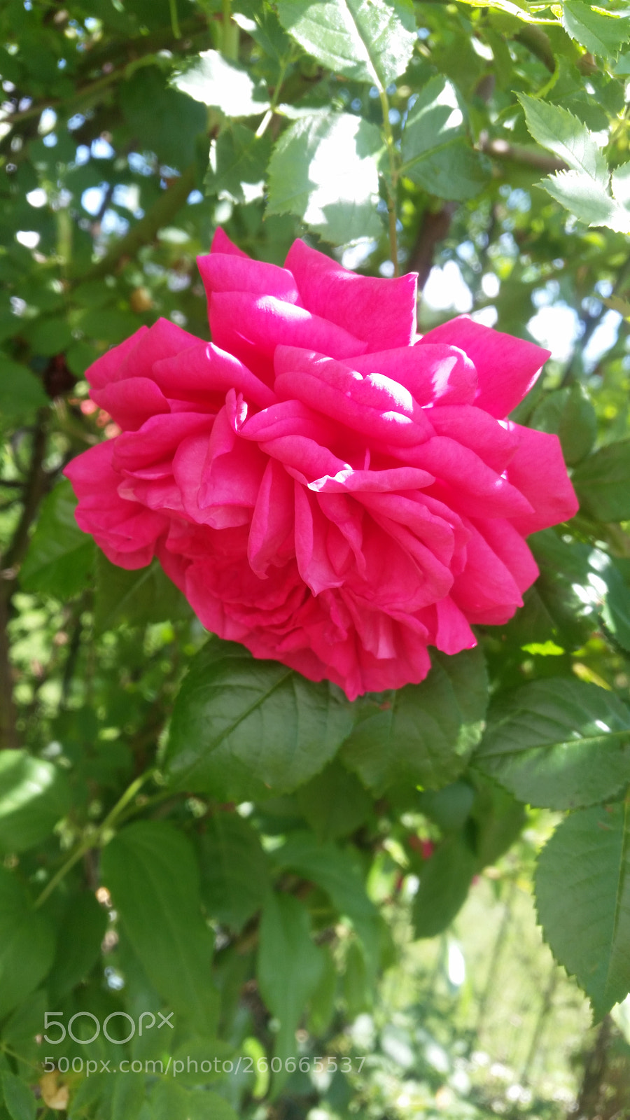 Samsung Galaxy S5 sample photo. ? photography