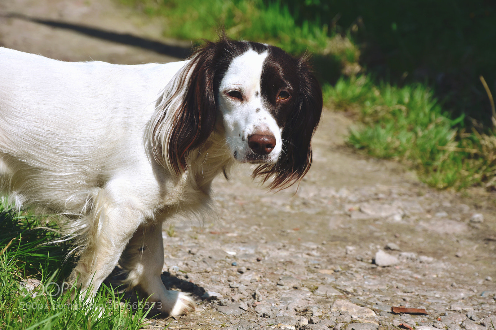 Nikon D7200 sample photo. Hello, old friend photography