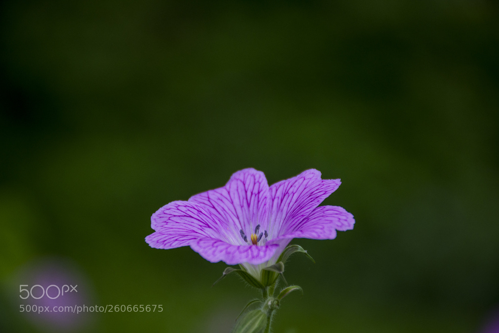 Nikon D7200 sample photo. Flower photography