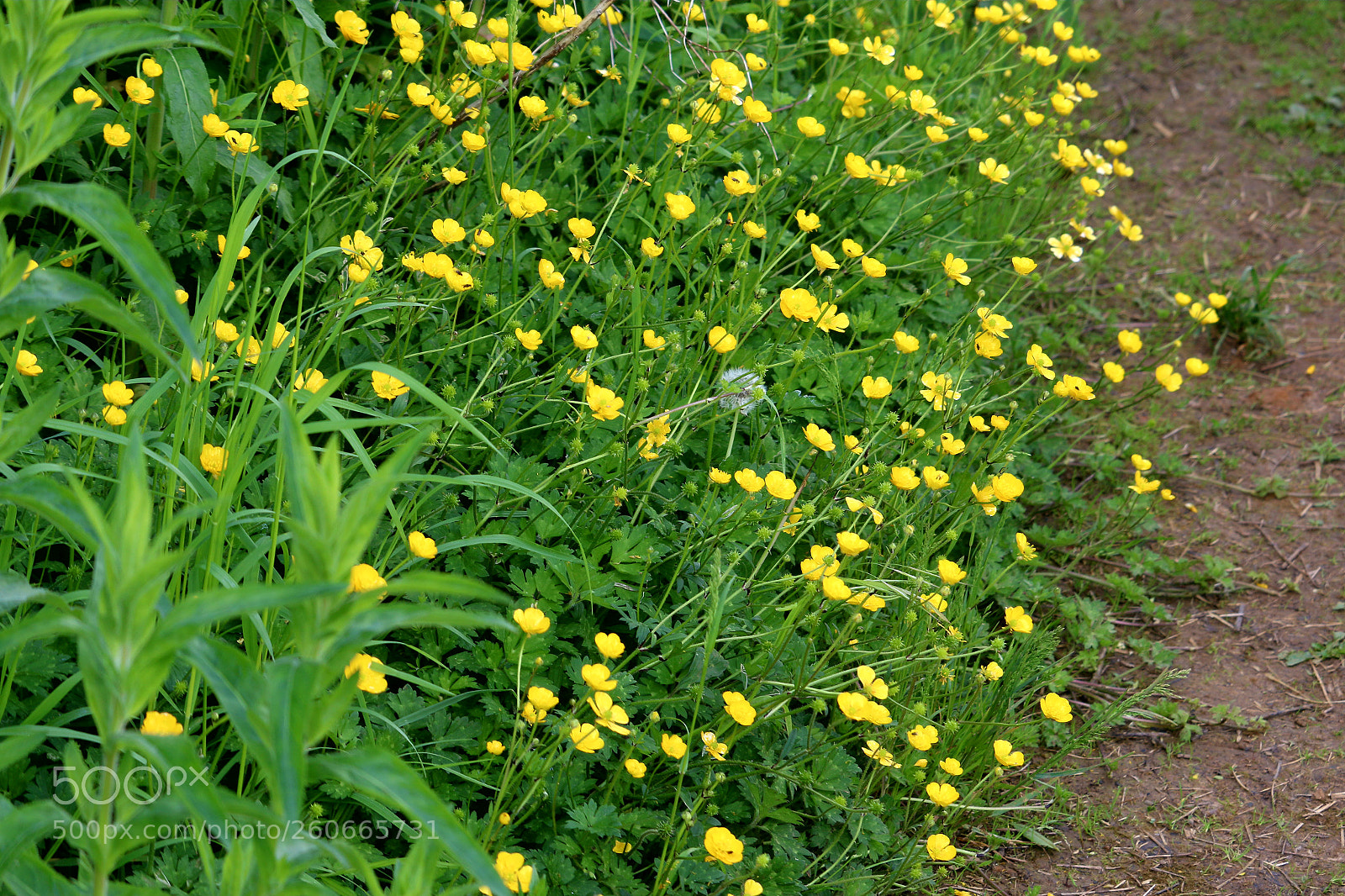 Canon EOS 70D sample photo. Untitled photography