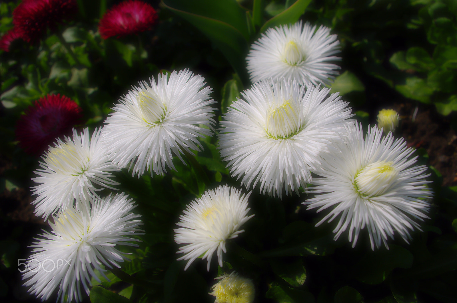 Pentax K20D + Pentax smc DA 18-55mm F3.5-5.6 ED AL II (IF) sample photo. Bellis perennis photography