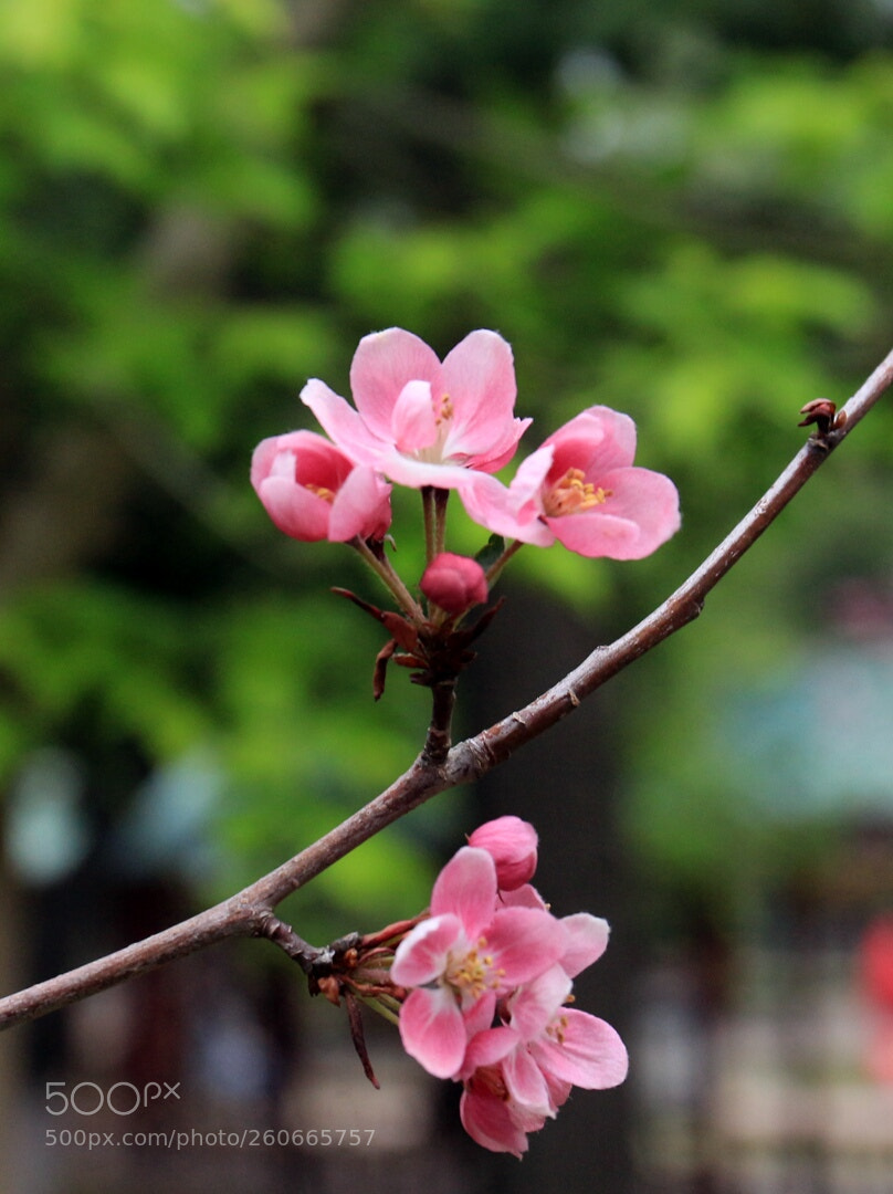 Canon EOS 700D (EOS Rebel T5i / EOS Kiss X7i) sample photo. Untitled photography