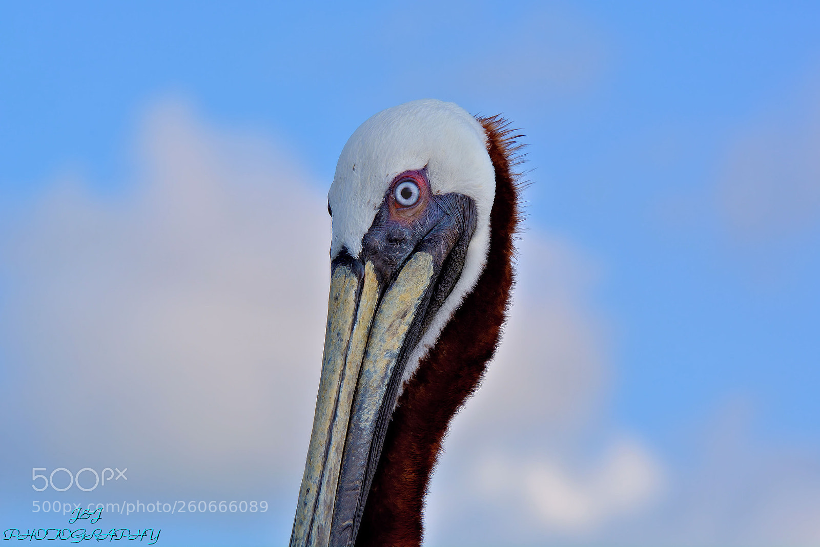 Nikon D7100 sample photo. Brown pelican photography