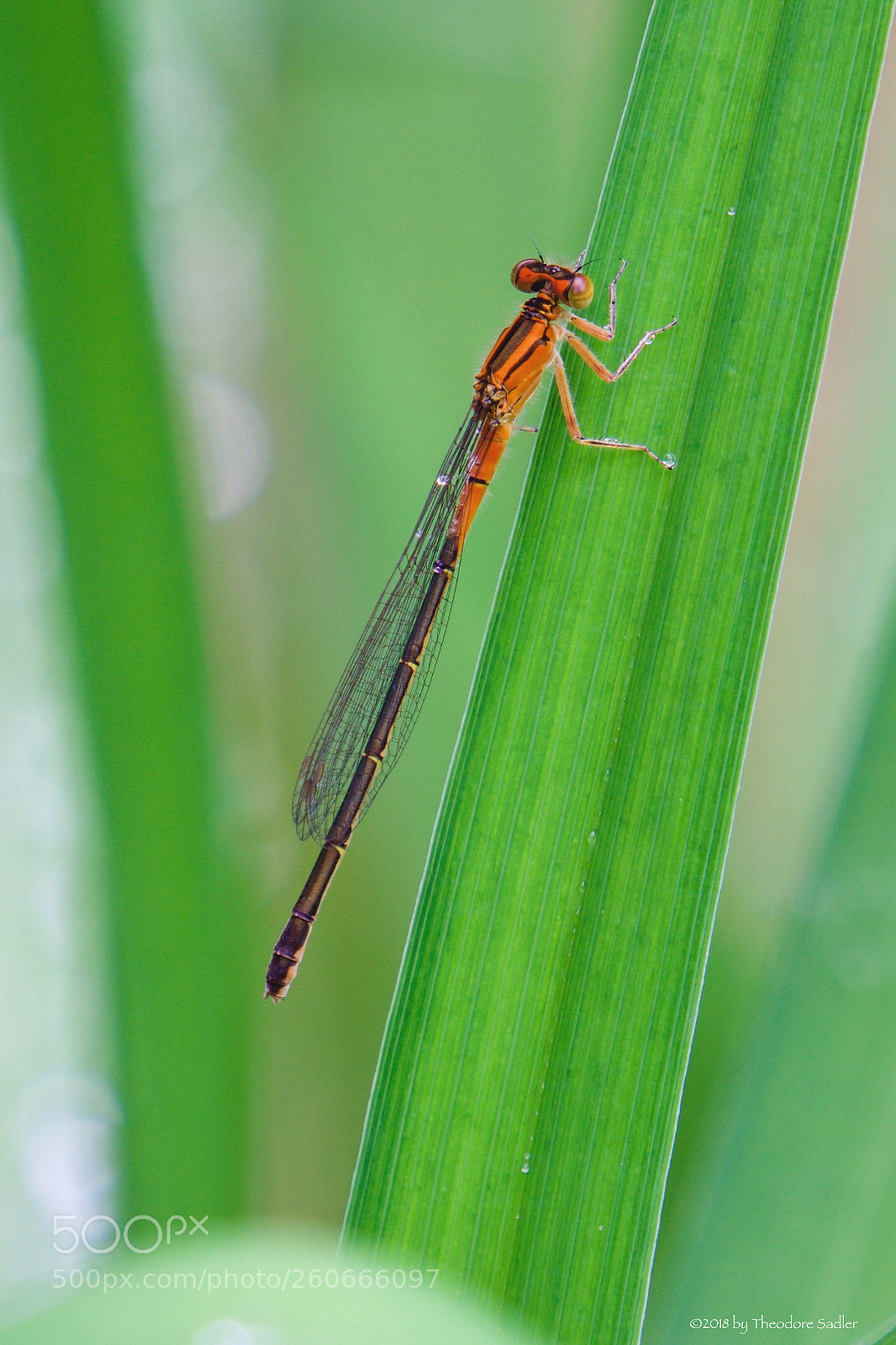 Sony a6000 sample photo. Dragonflies and rain: study #2 photography