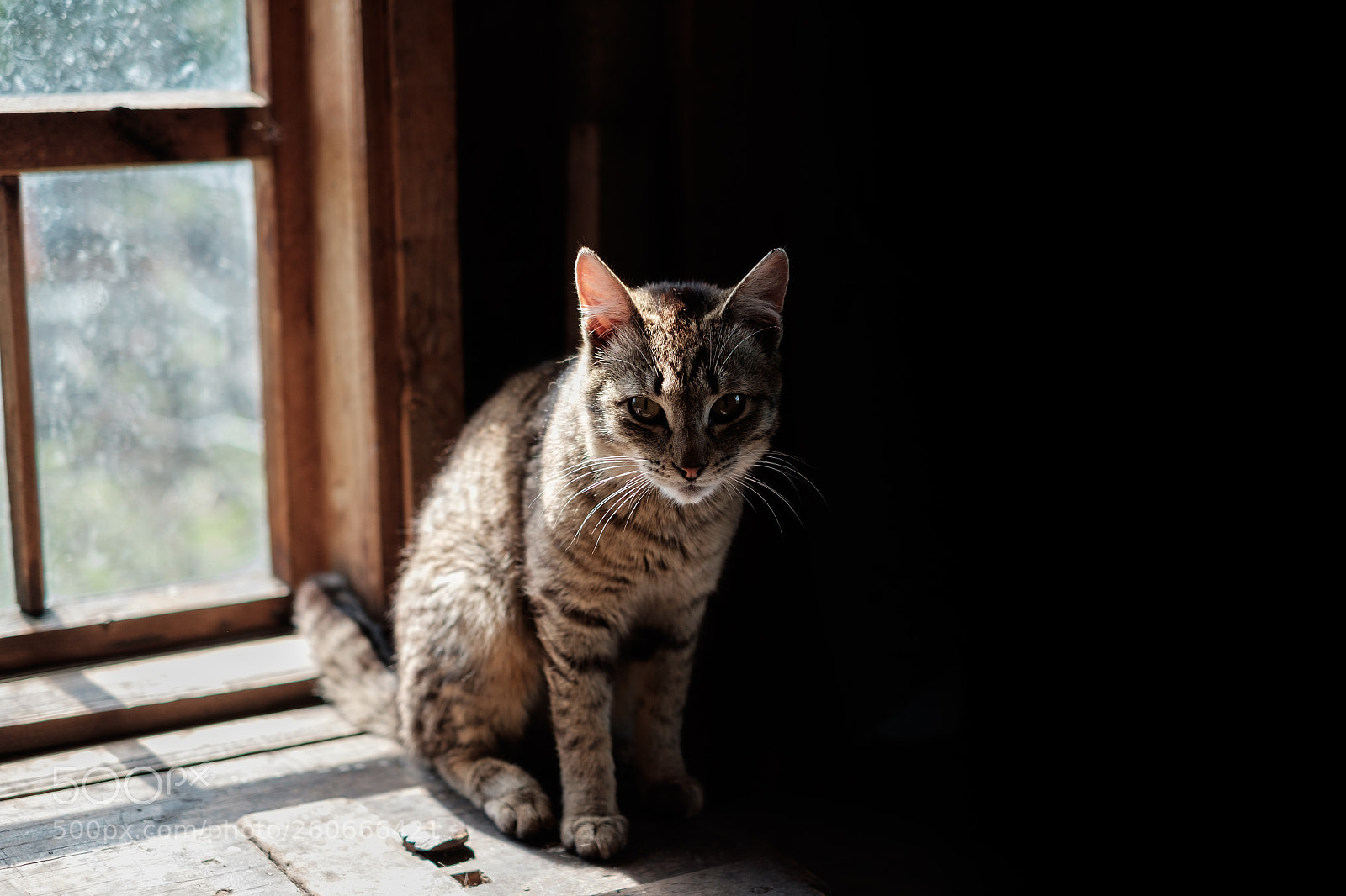 Fujifilm X-E2 sample photo. Cat photography