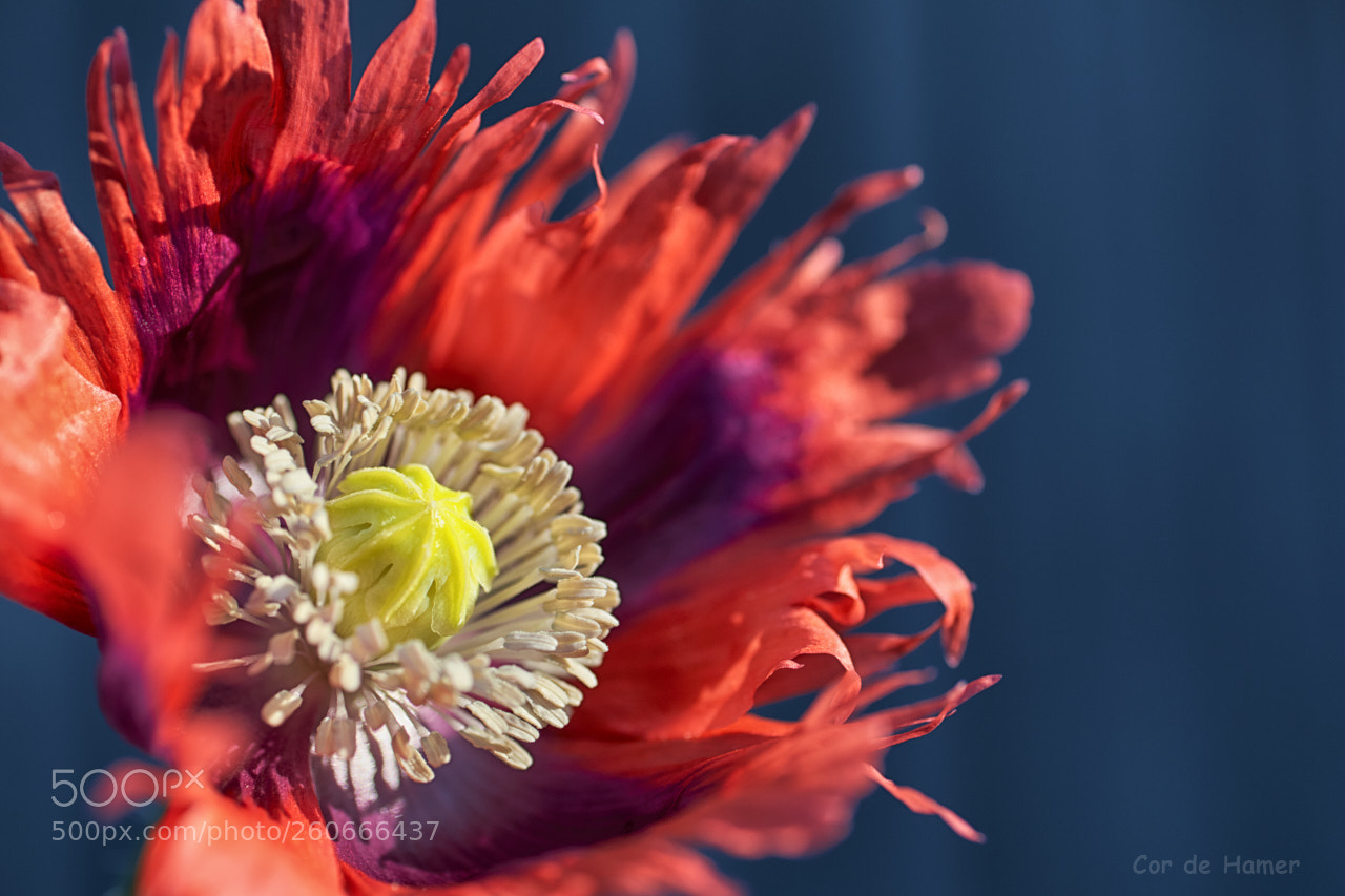 Sony a99 II sample photo. Poppy flower power photography
