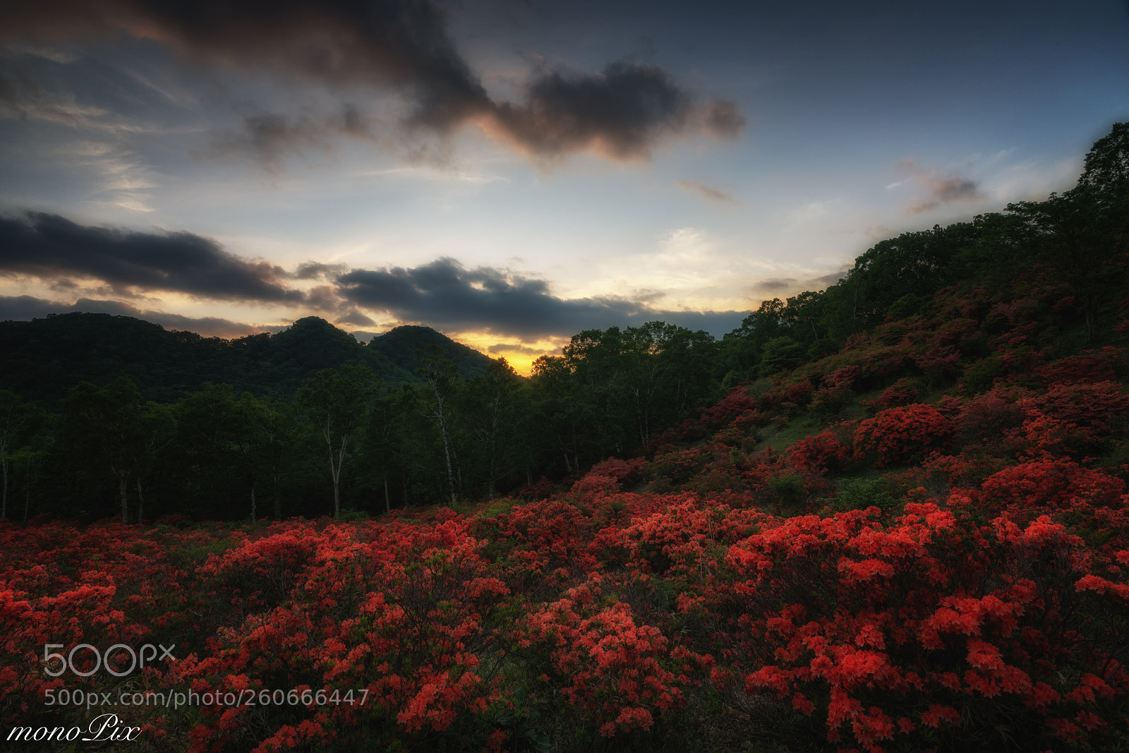 Sony a7R III sample photo. Azalea hill photography
