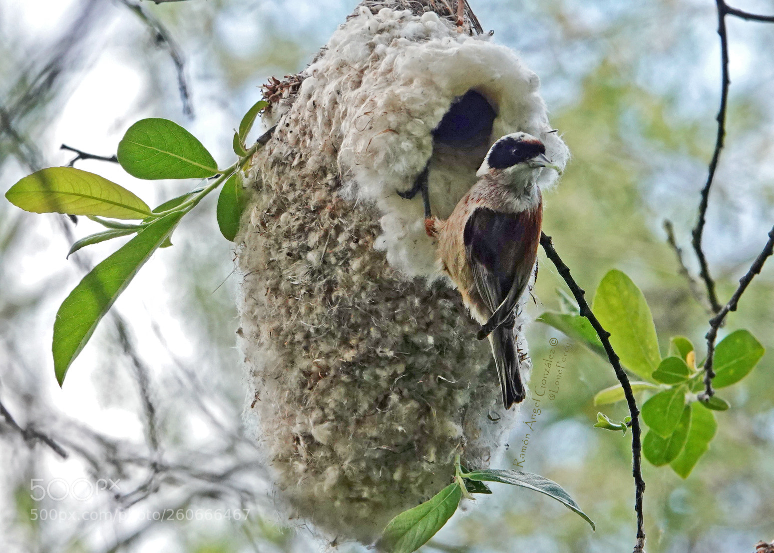 Sony Cyber-shot DSC-RX10 IV sample photo. Eurasian penduline tit entering photography