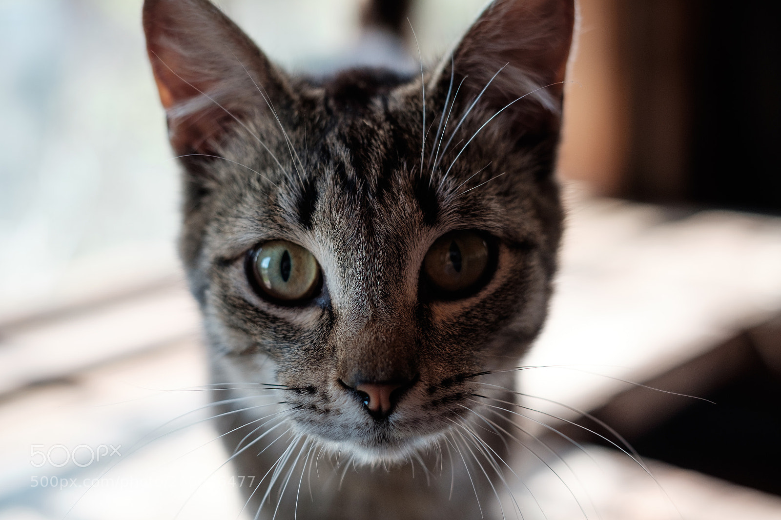 Fujifilm X-E2 sample photo. Cat photography