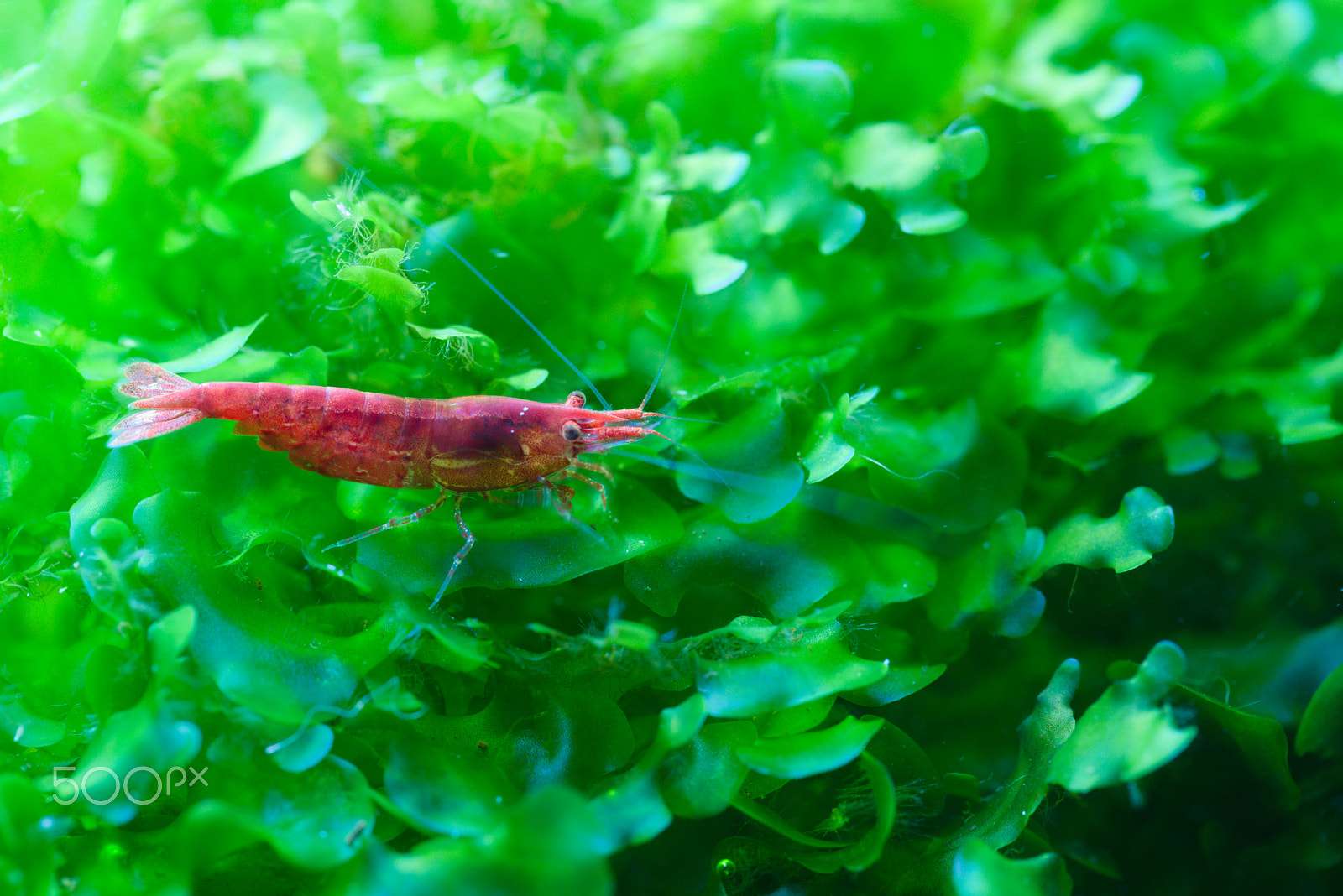 Canon EF 100mm F2.8L Macro IS USM sample photo. Cherry shrimp on subwassertang photography