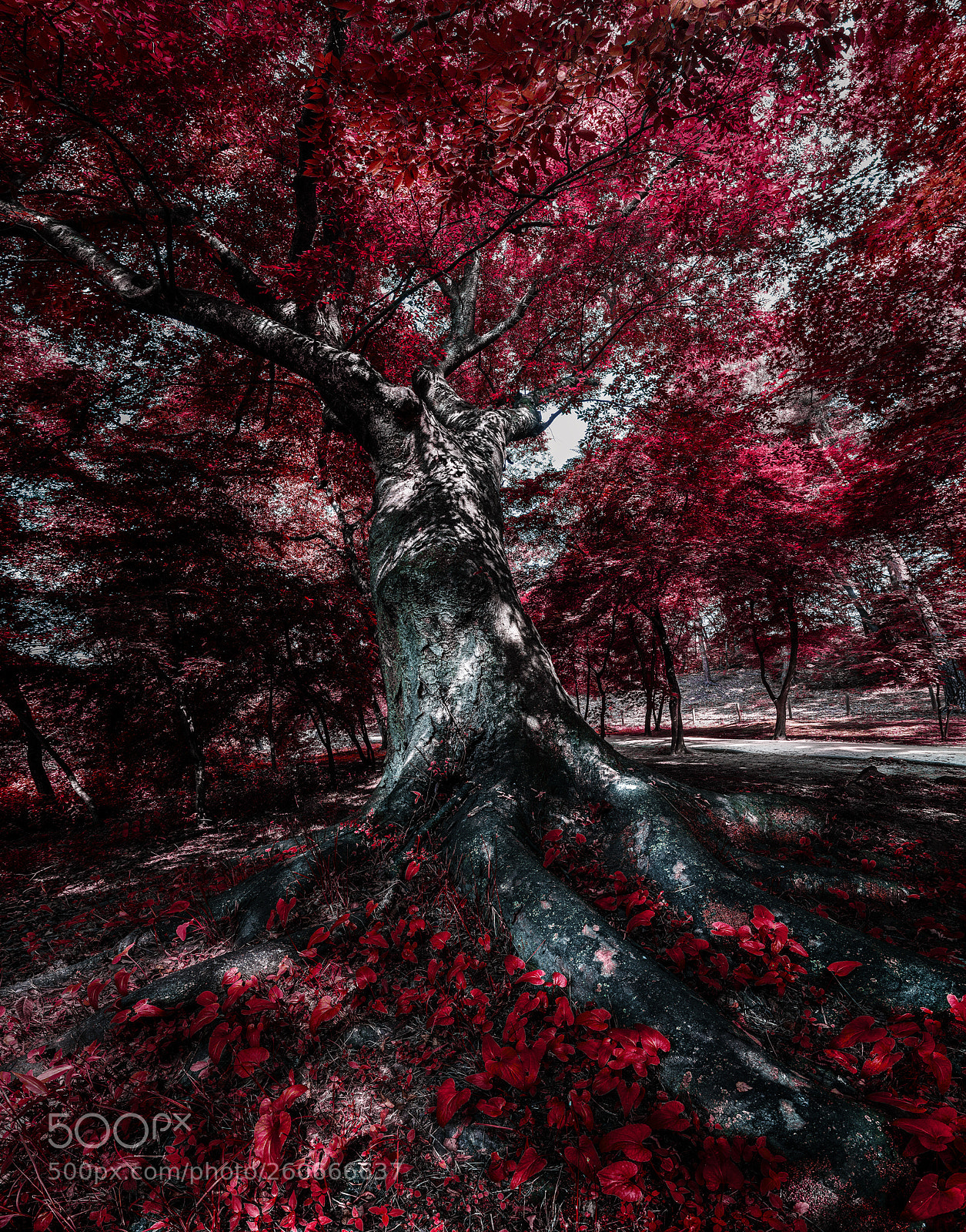Nikon D810 sample photo. In the red forest photography