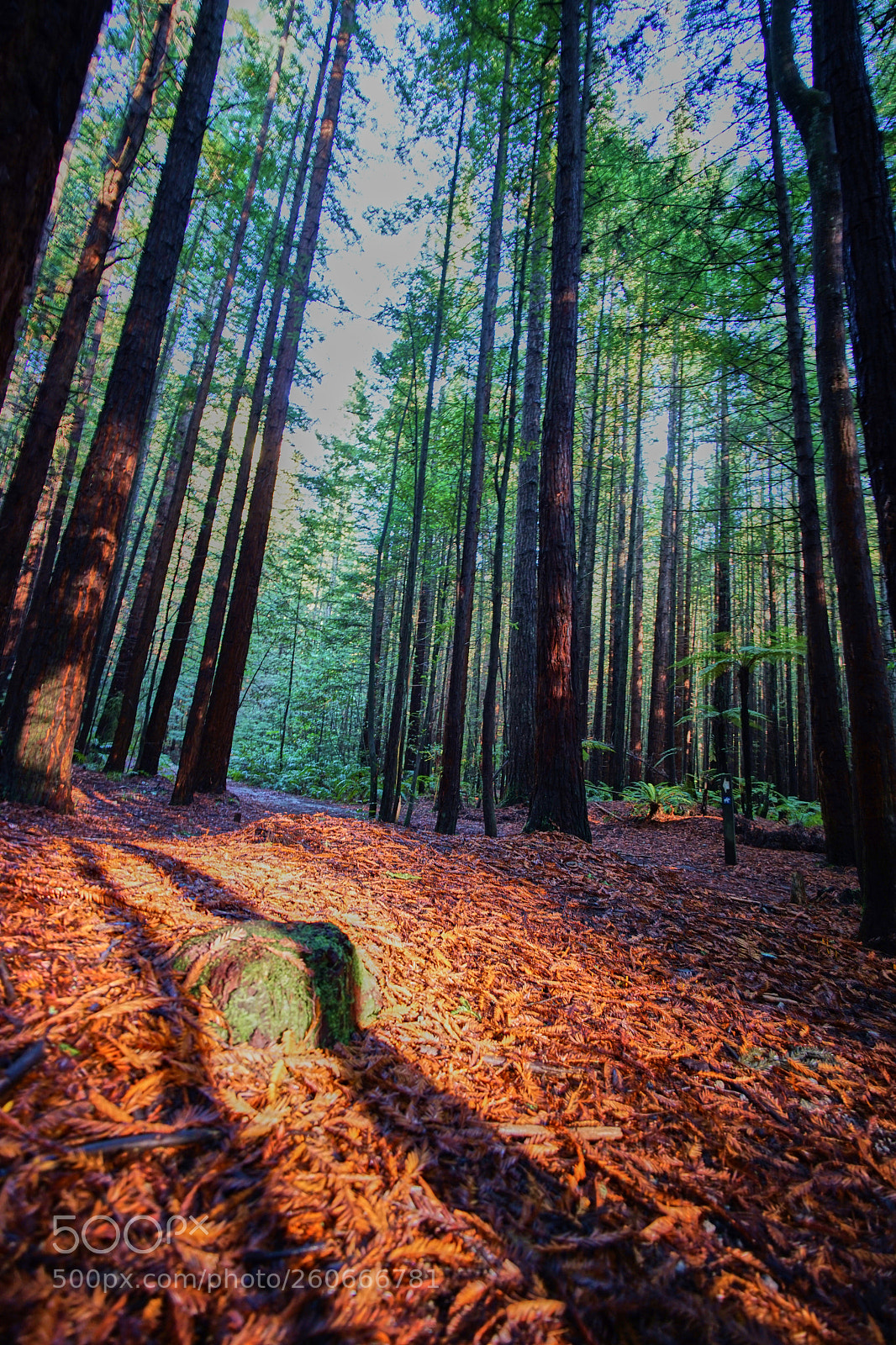 Sony a7 II sample photo. Red wood walking track photography