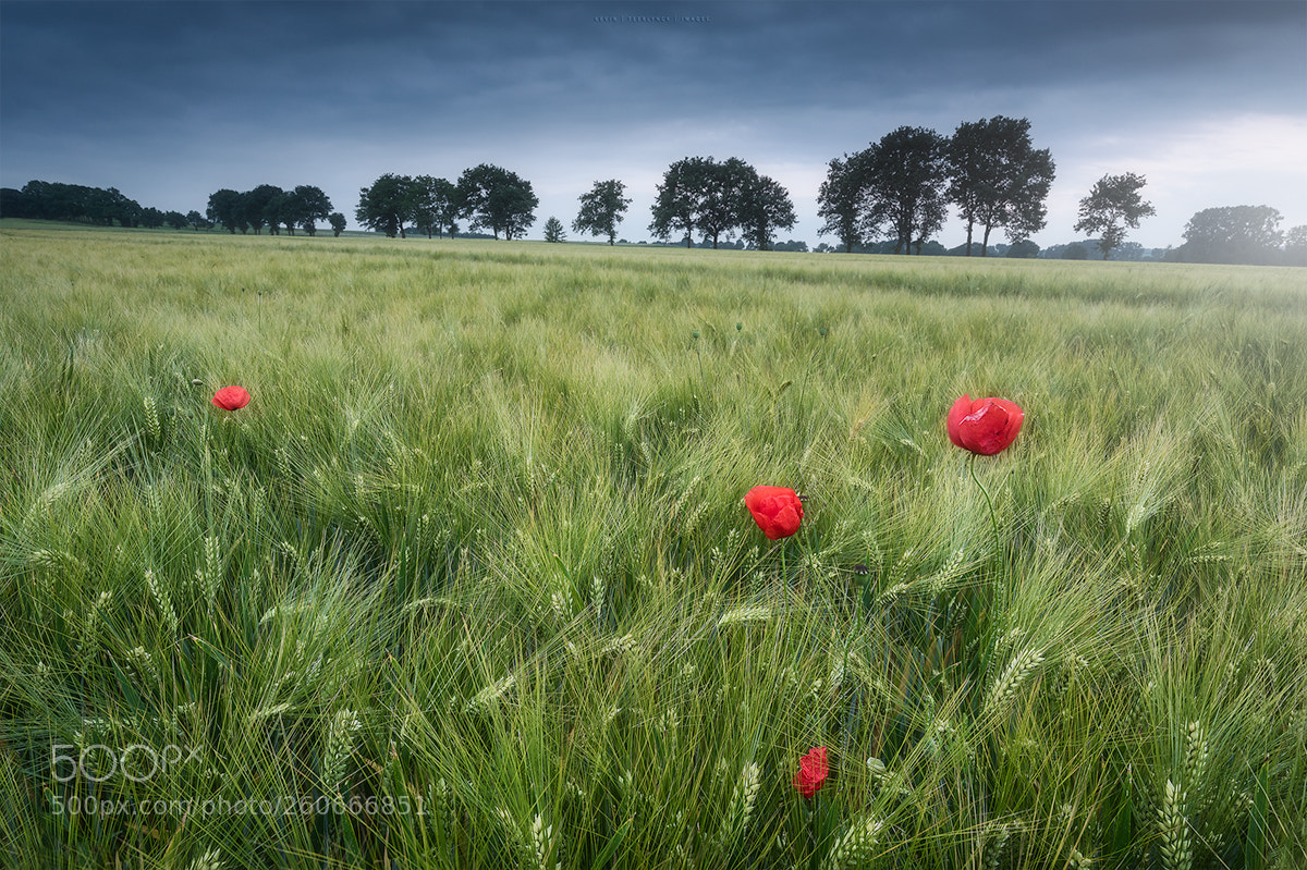 Nikon D750 sample photo. Flanders fields photography