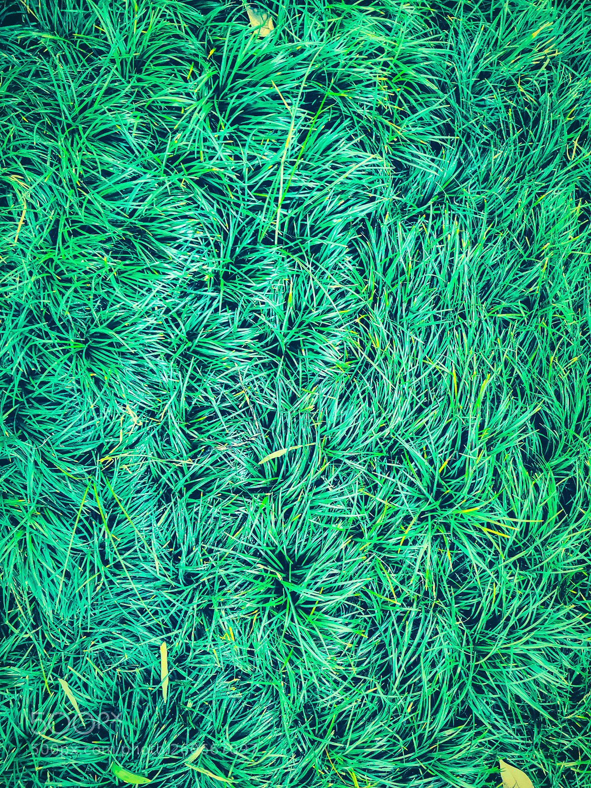 Apple iPhone 7 sample photo. Beautiful green grass photography