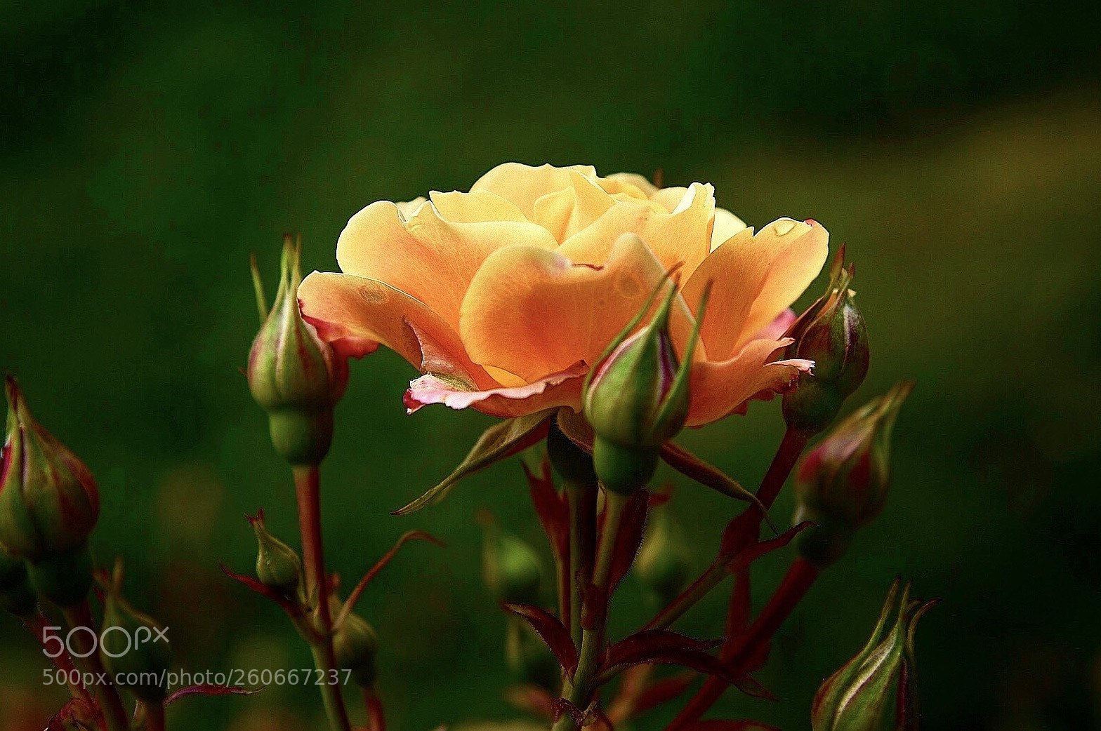 Nikon D750 sample photo. Silence photography